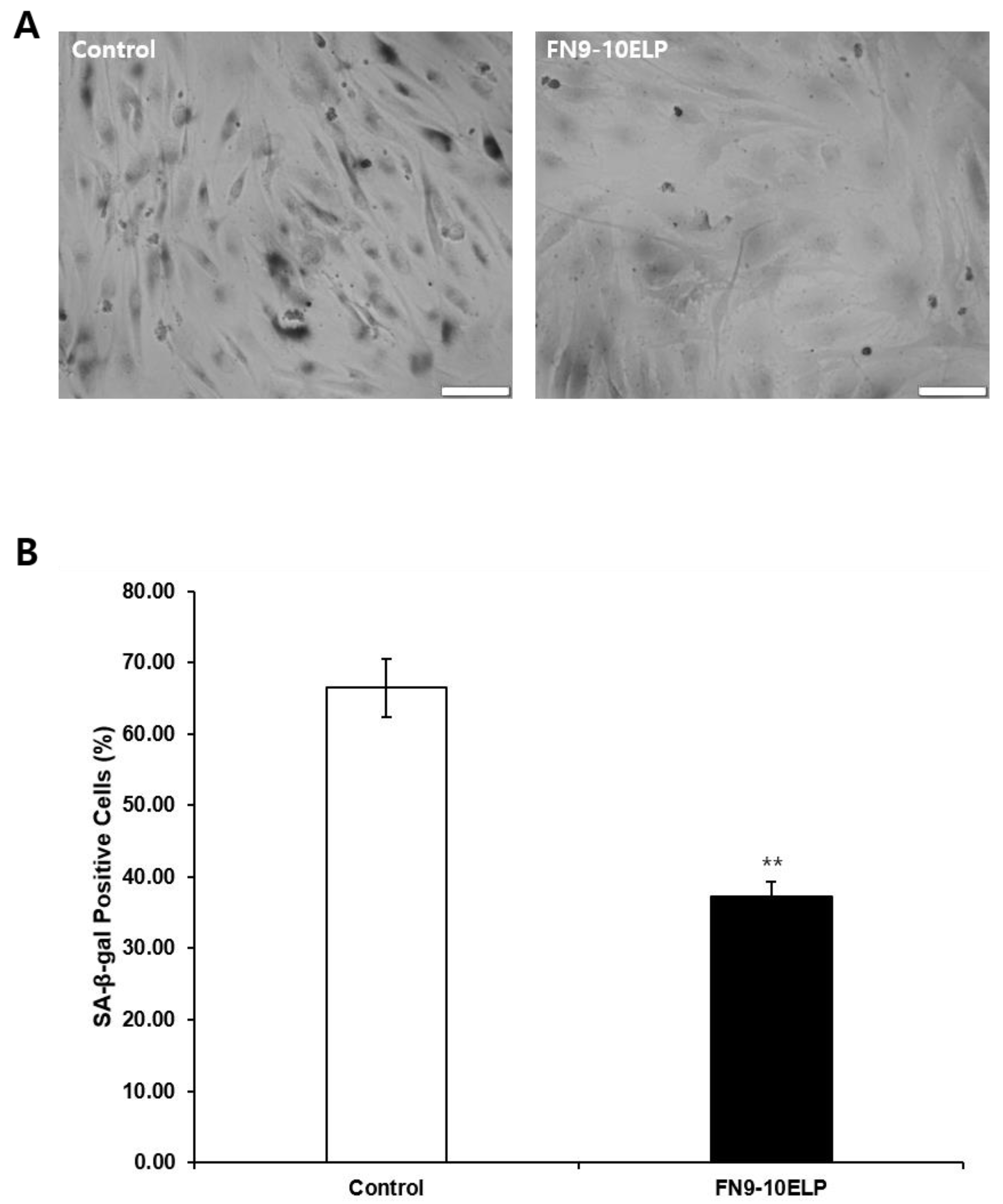 Ijms 26 09218 g004 Ijms 26 09218 g004