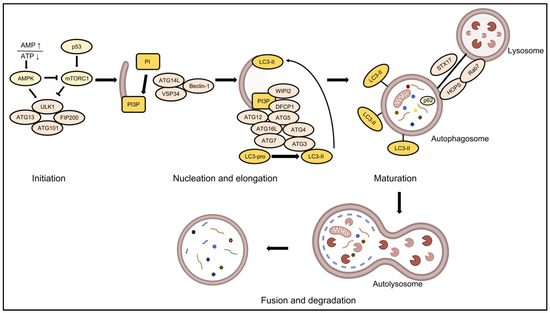 その他 mb ぴと Kawasaki/Ninja ZX-25R/SE (2BK-ZX250E) POWERBOX FULL 'S