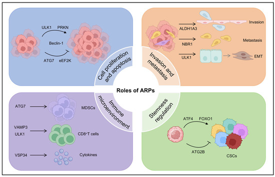 Autophagy-Related Proteins in Triple-Negative Breast Cancer: From