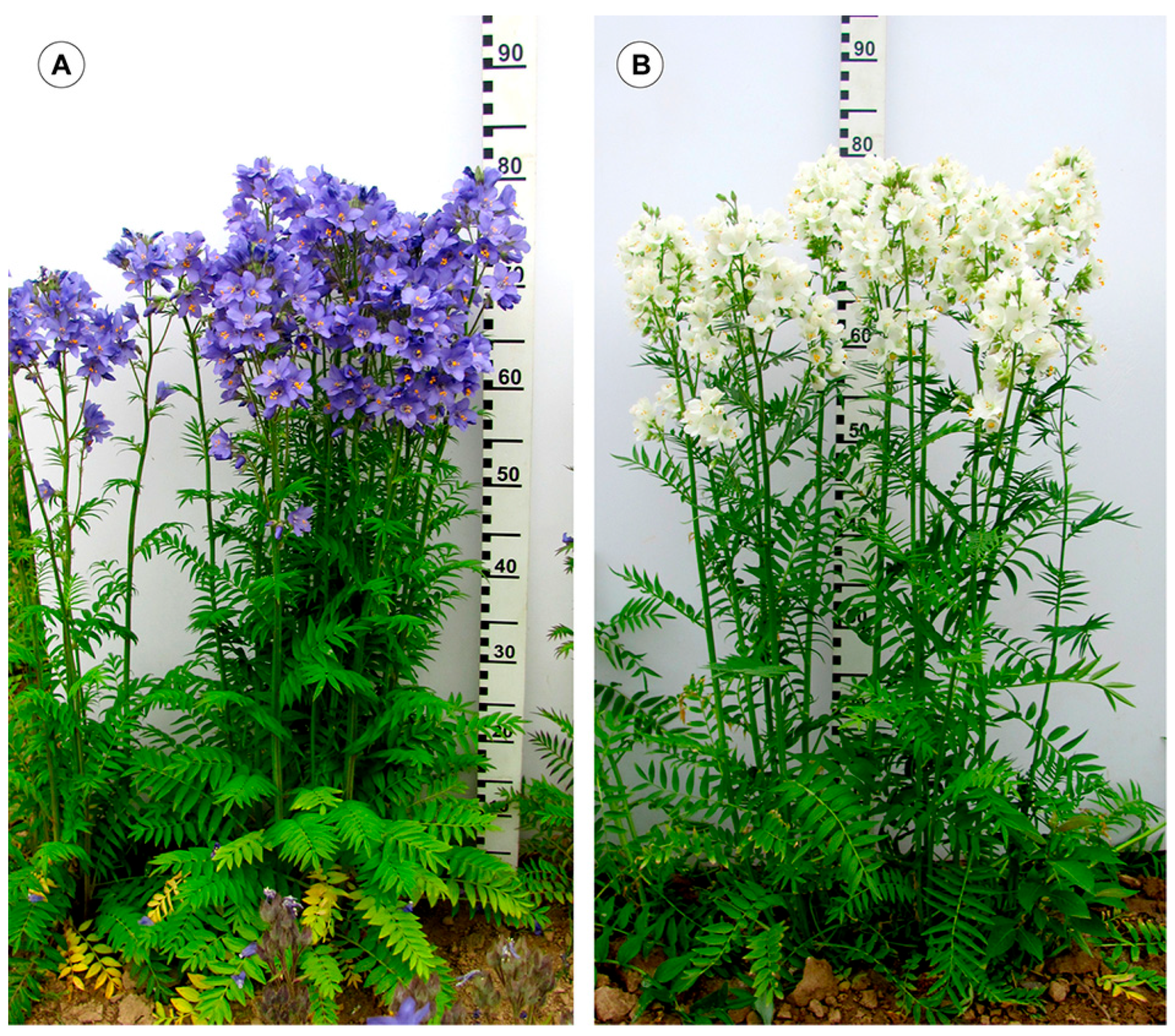 Ijms 26 09240 g001 Ijms 26 09240 g001