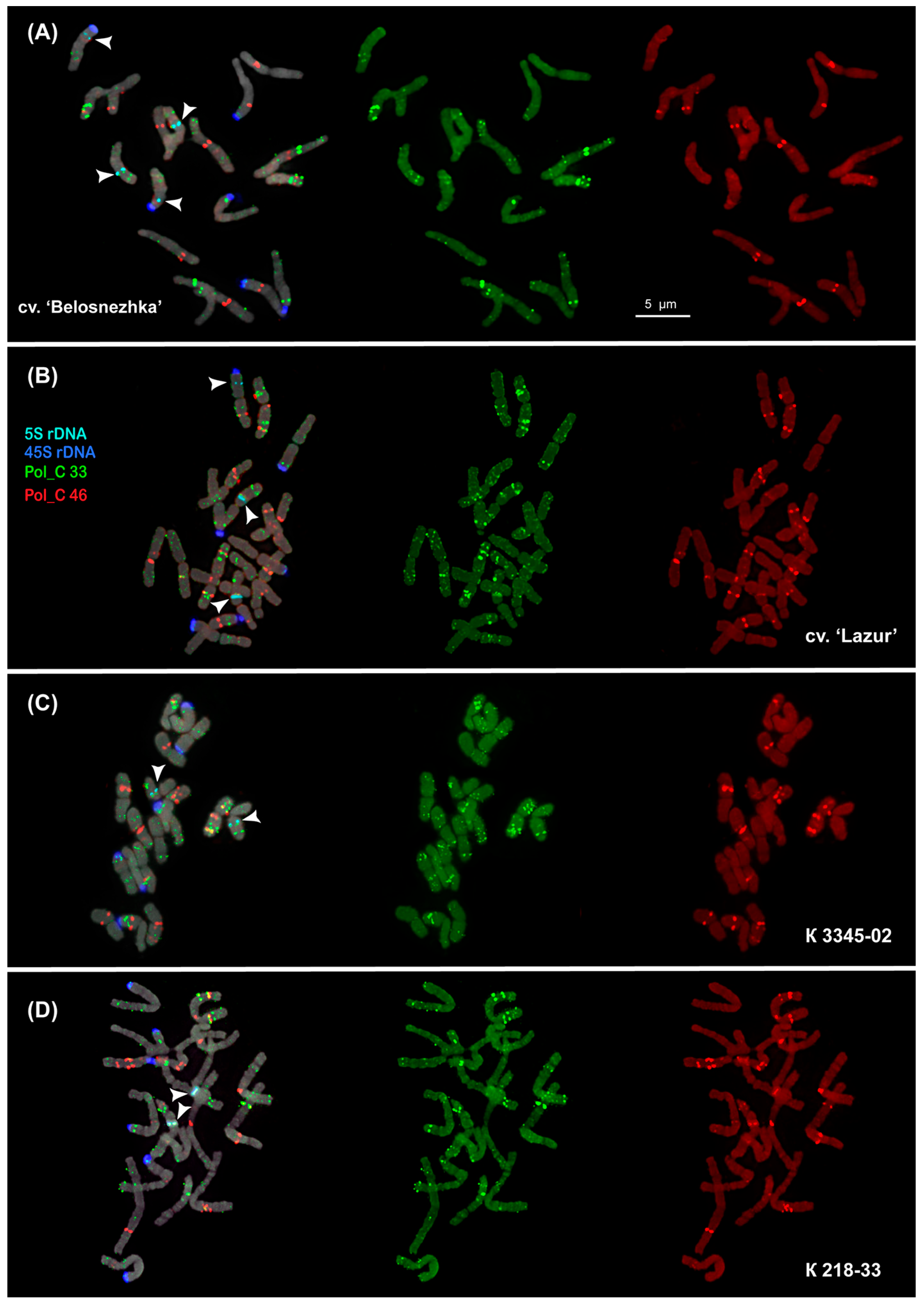 Ijms 26 09240 g004 Ijms 26 09240 g004