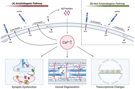 Pathological Calcium Signaling in Traumatic Brain Injury and