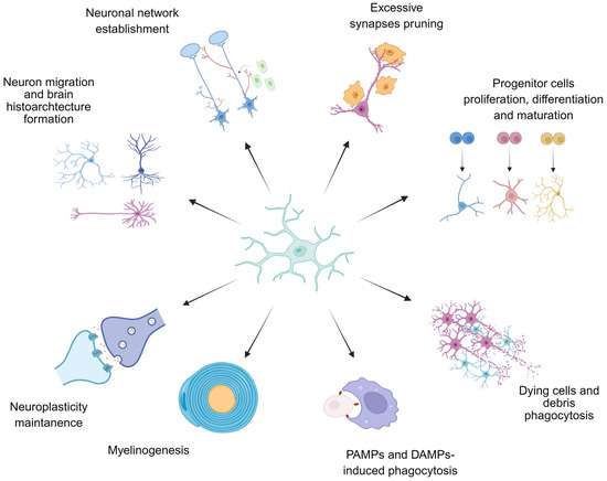 The Role of Prenatal Microglial Activation and Its Sex Differences in ...