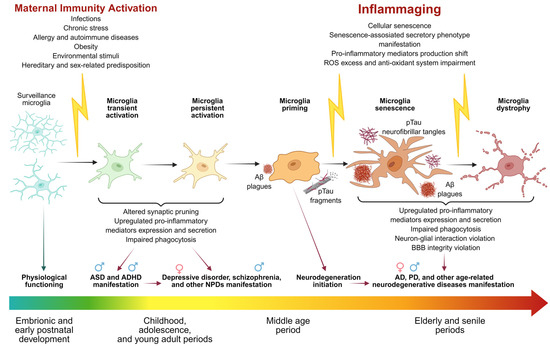 The Role of Prenatal Microglial Activation and Its Sex Differences