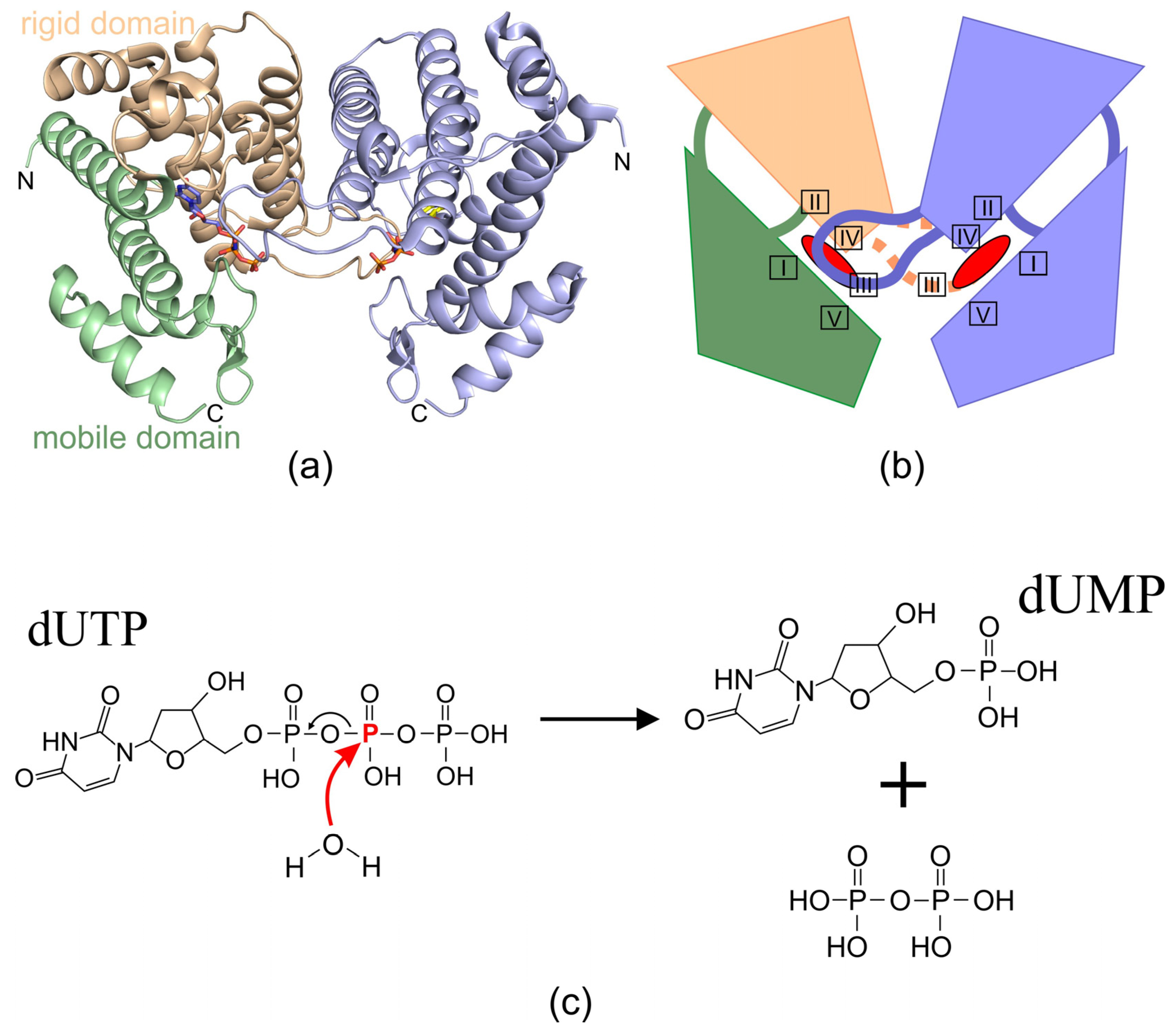 Ijms 26 09260 g003 Ijms 26 09260 g003