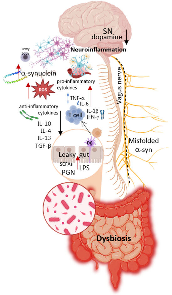 Gut Microbiome as a Source of Probiotic Drugs for Parkinson's Disease