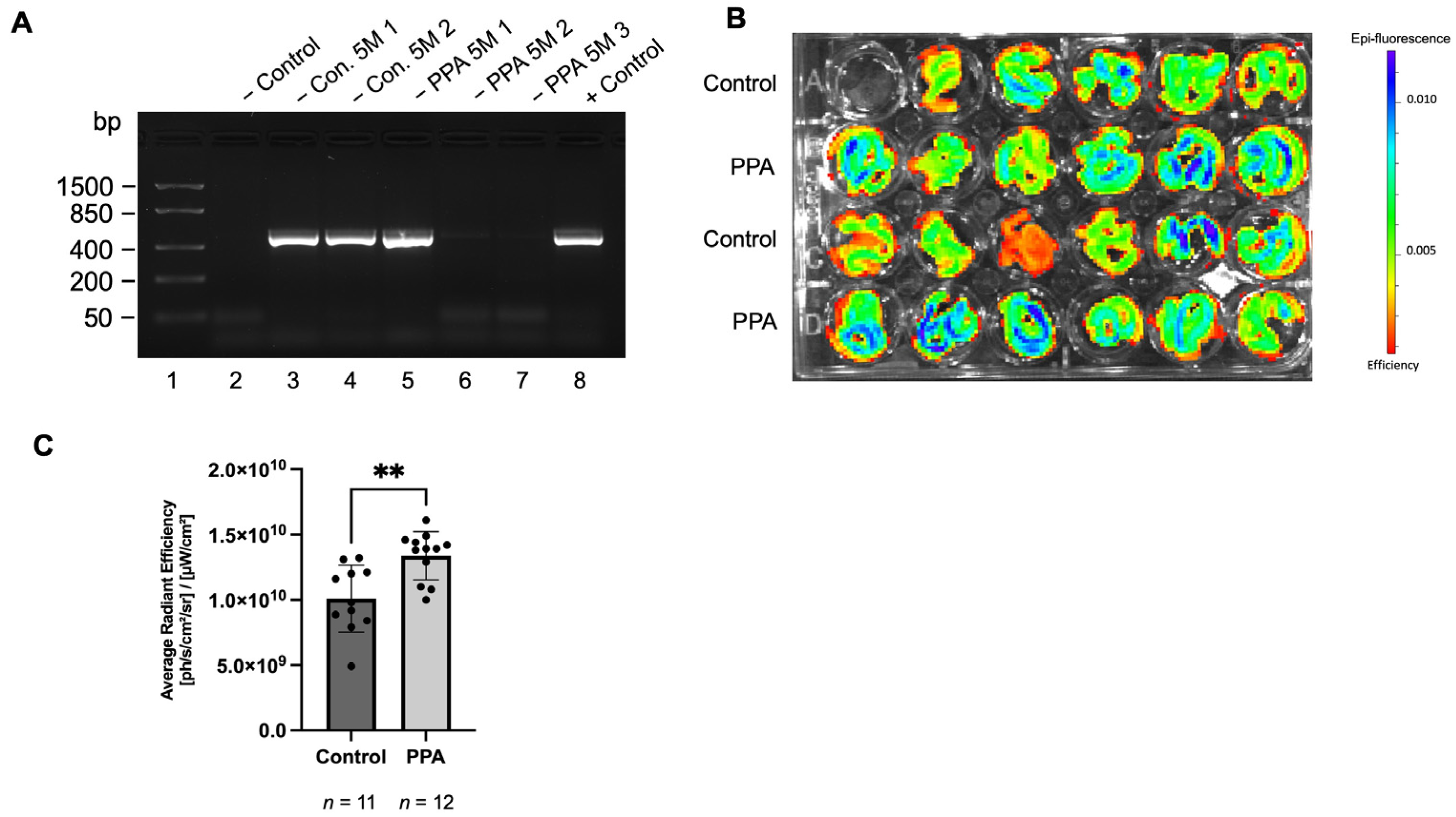 Ijms 26 09295 g001 Ijms 26 09295 g001