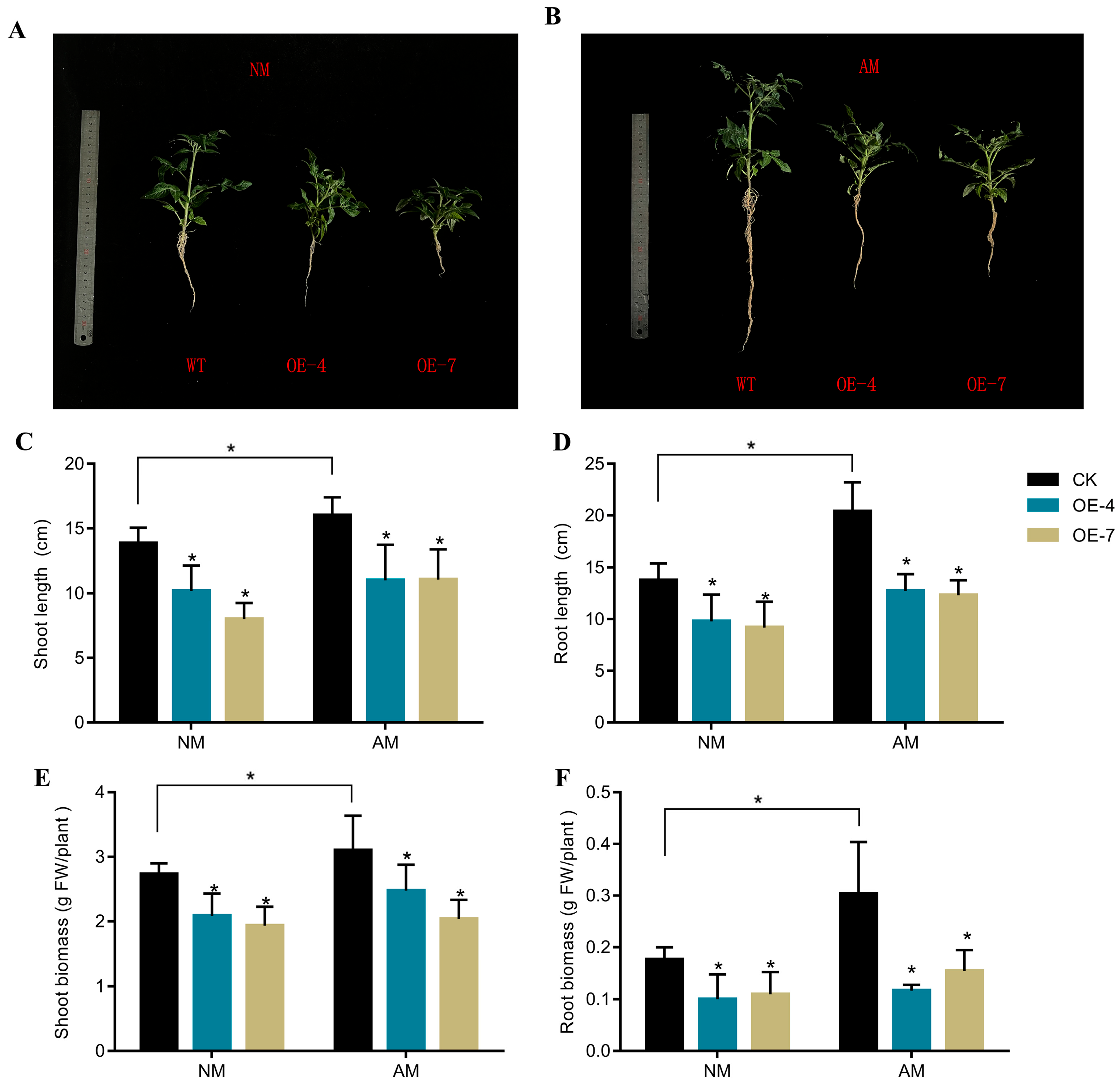 Ijms 26 09298 g005 Ijms 26 09298 g005