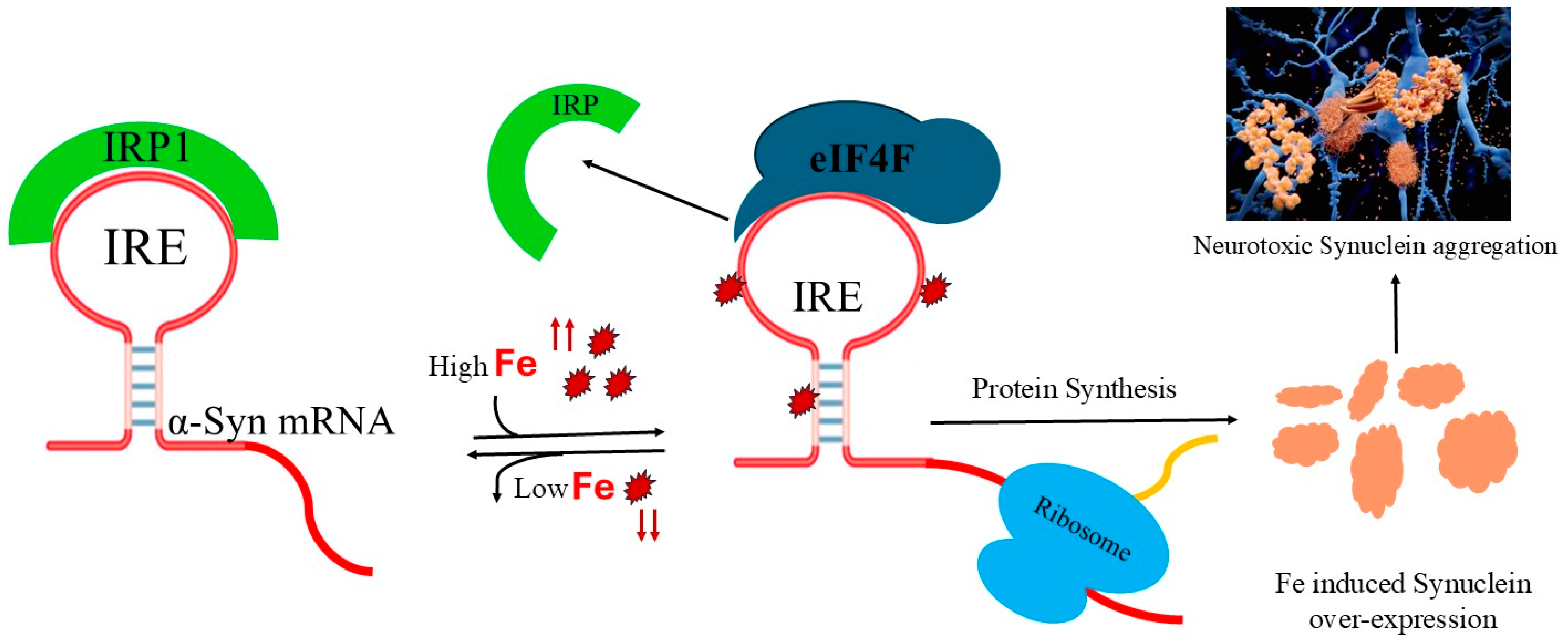 Ijms 26 09320 g008 Ijms 26 09320 g008