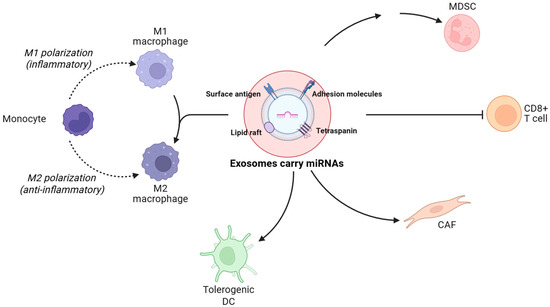 Exosomal miRNAs: Key Regulators of the Tumor Microenvironment and