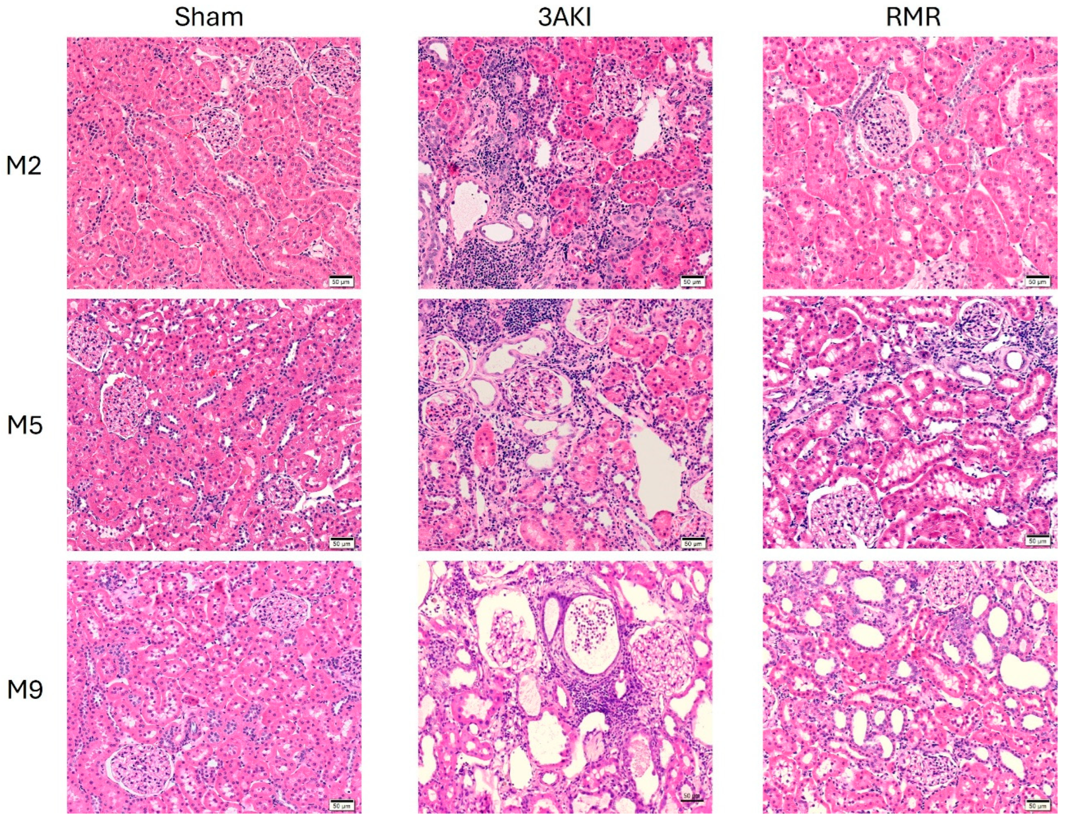 Ijms 26 09336 g001 Ijms 26 09336 g001