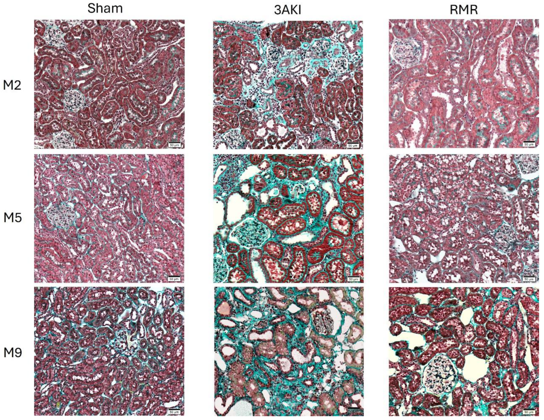 Ijms 26 09336 g002 Ijms 26 09336 g002