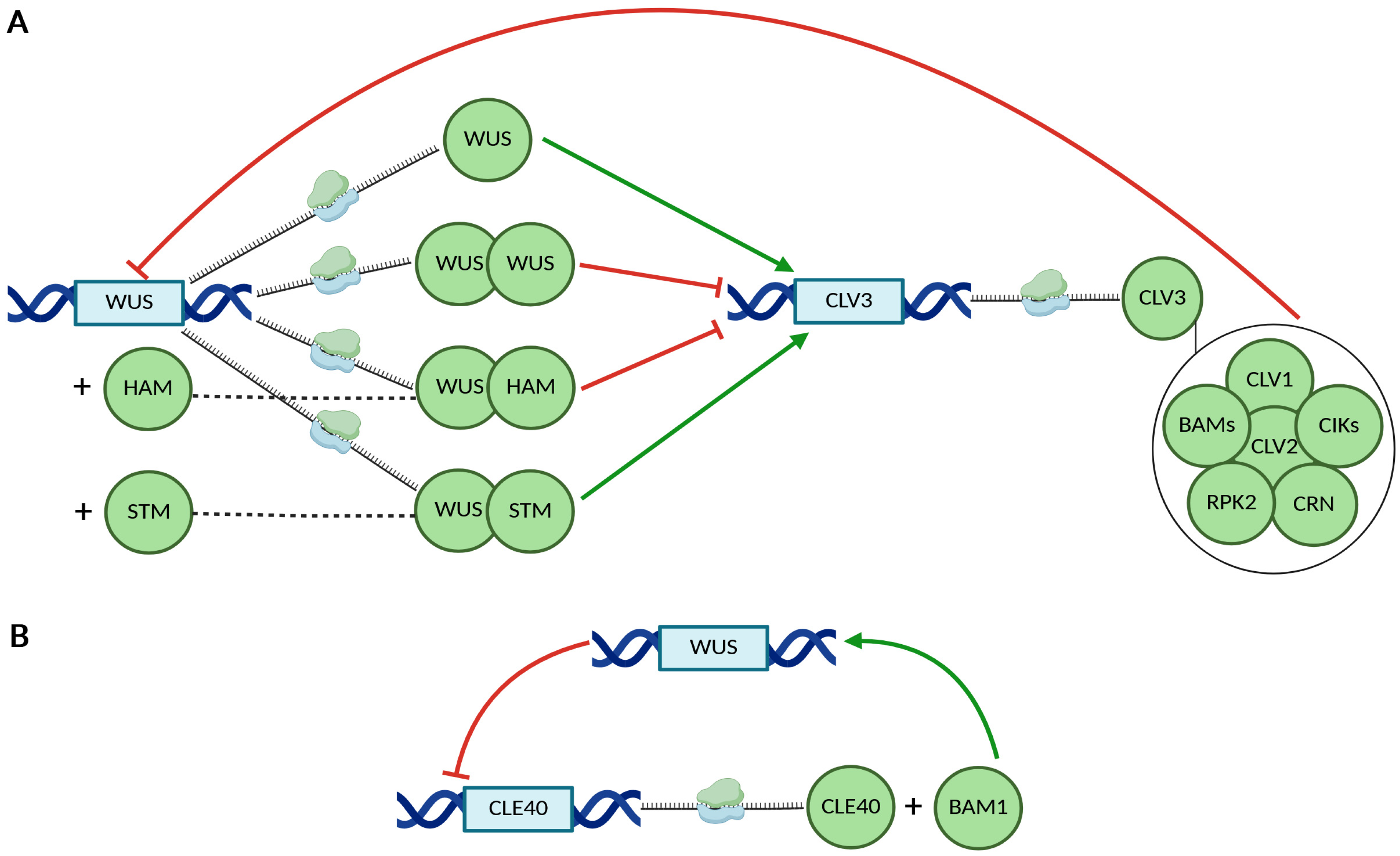 Ijms 26 09377 g002 Ijms 26 09377 g002