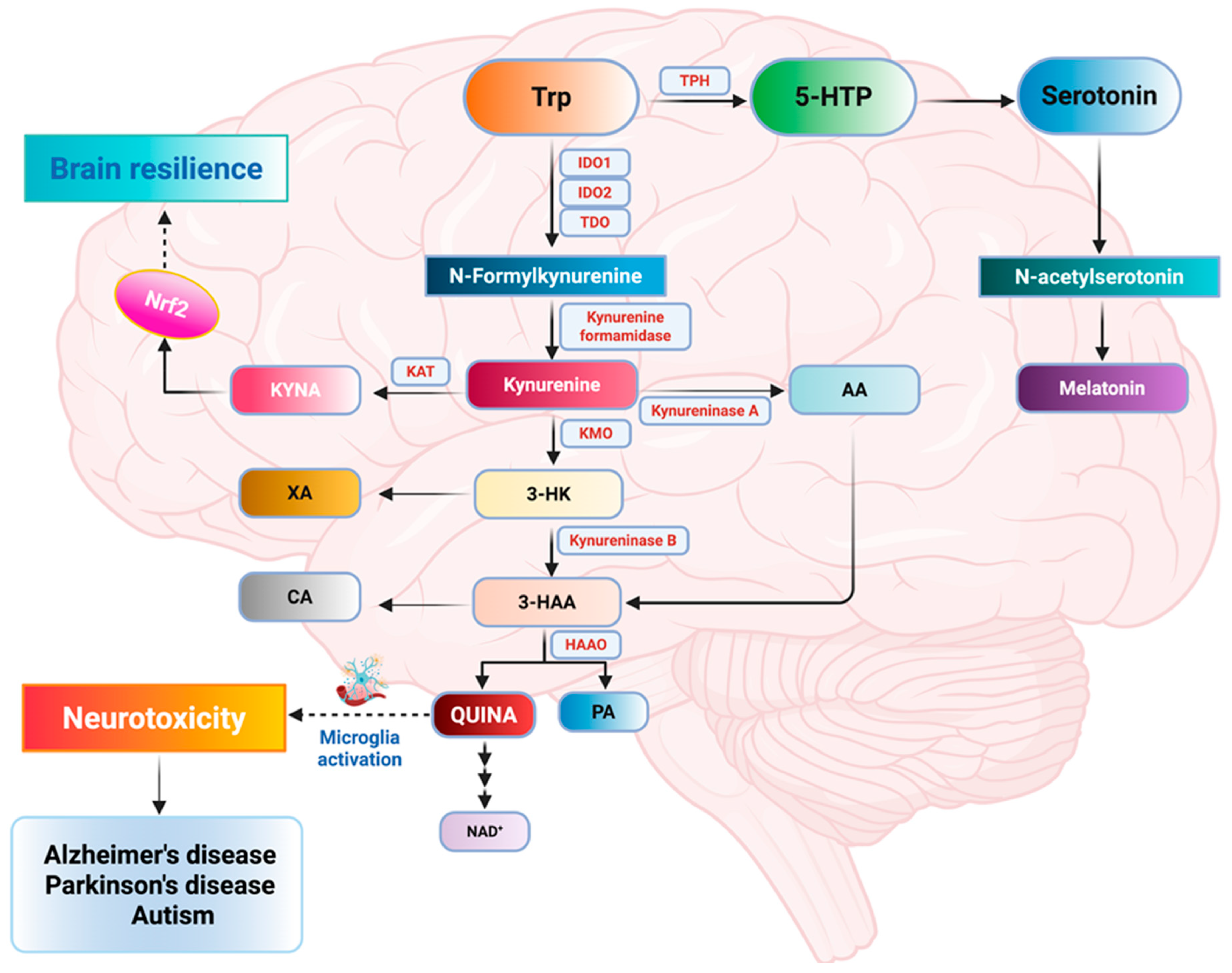 Ijms 26 09391 g002 Ijms 26 09391 g002