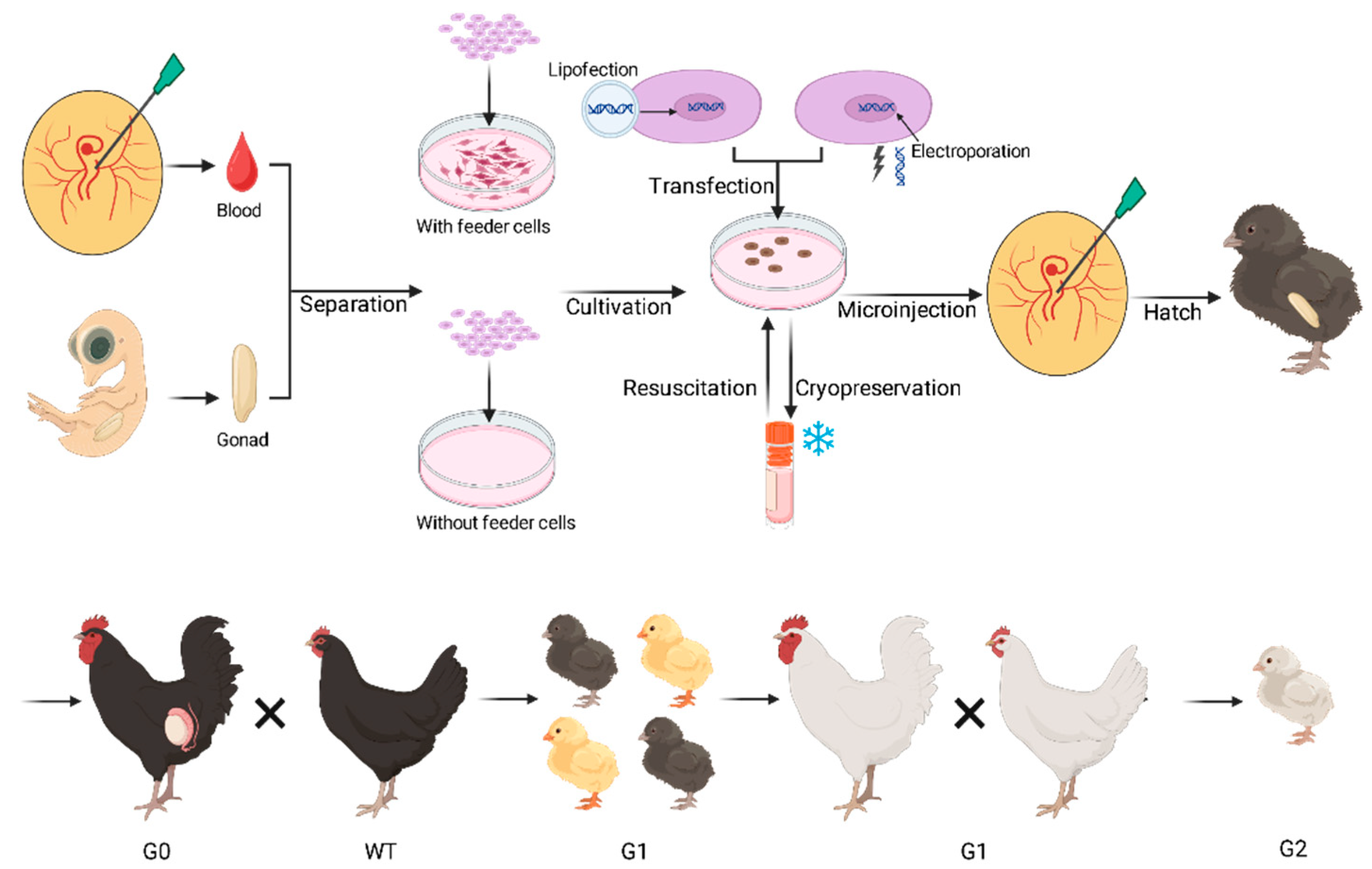 Ijms 26 09426 g001 Ijms 26 09426 g001