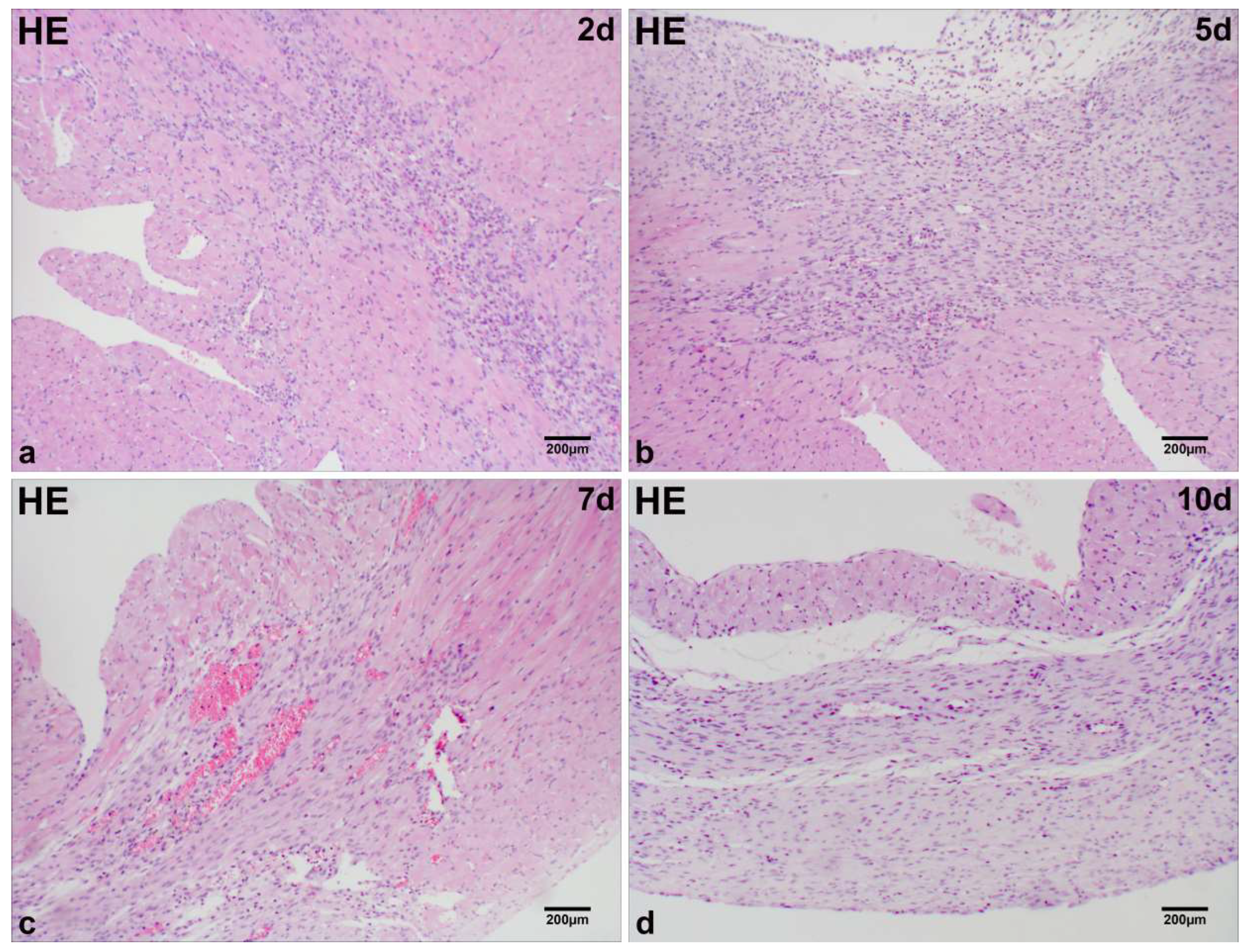 Ijms 26 09456 g001 Ijms 26 09456 g001