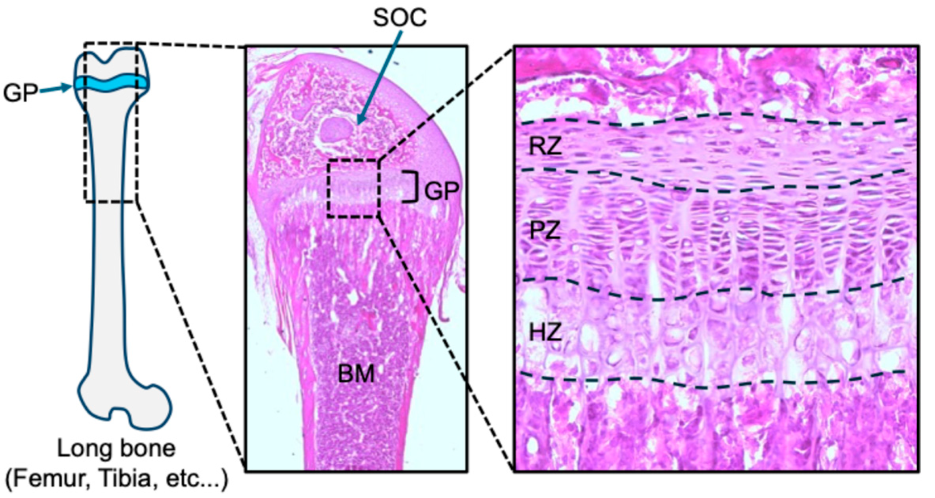 Ijms 26 09460 g001 Ijms 26 09460 g001