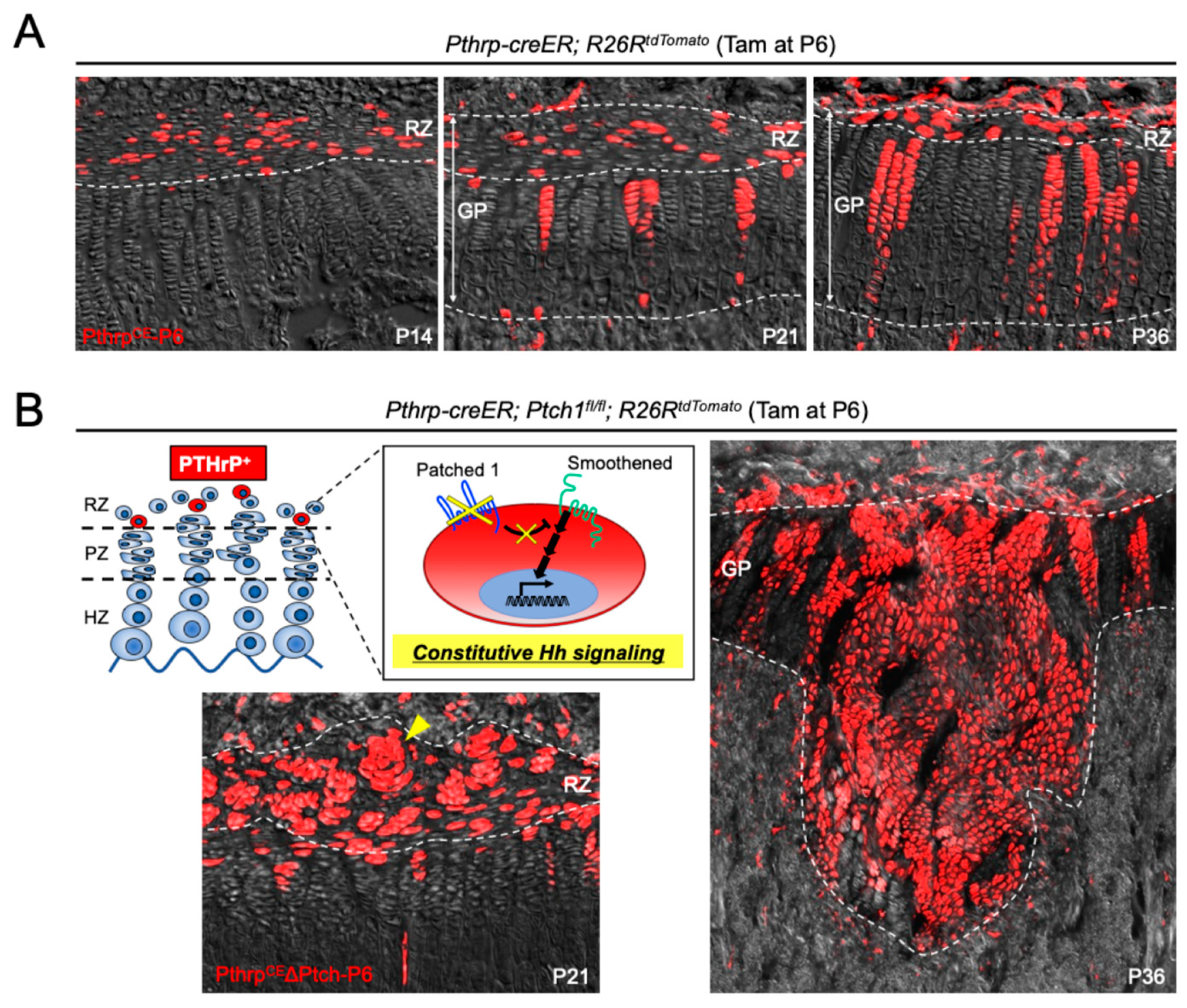 Ijms 26 09460 g002 Ijms 26 09460 g002