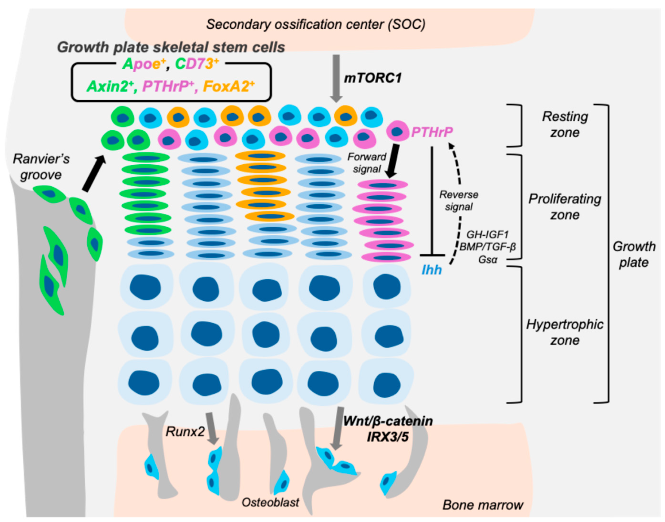 Ijms 26 09460 g003 Ijms 26 09460 g003