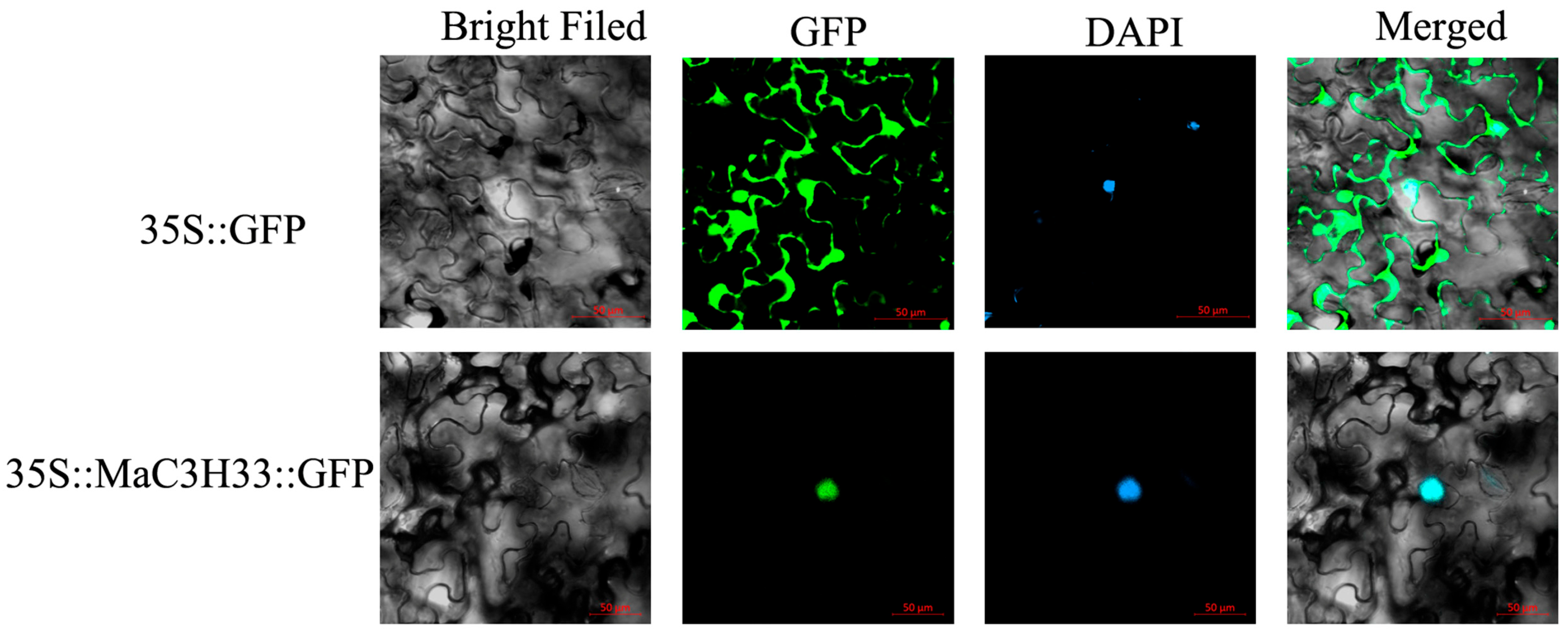 Ijms 26 09490 g009 Ijms 26 09490 g009