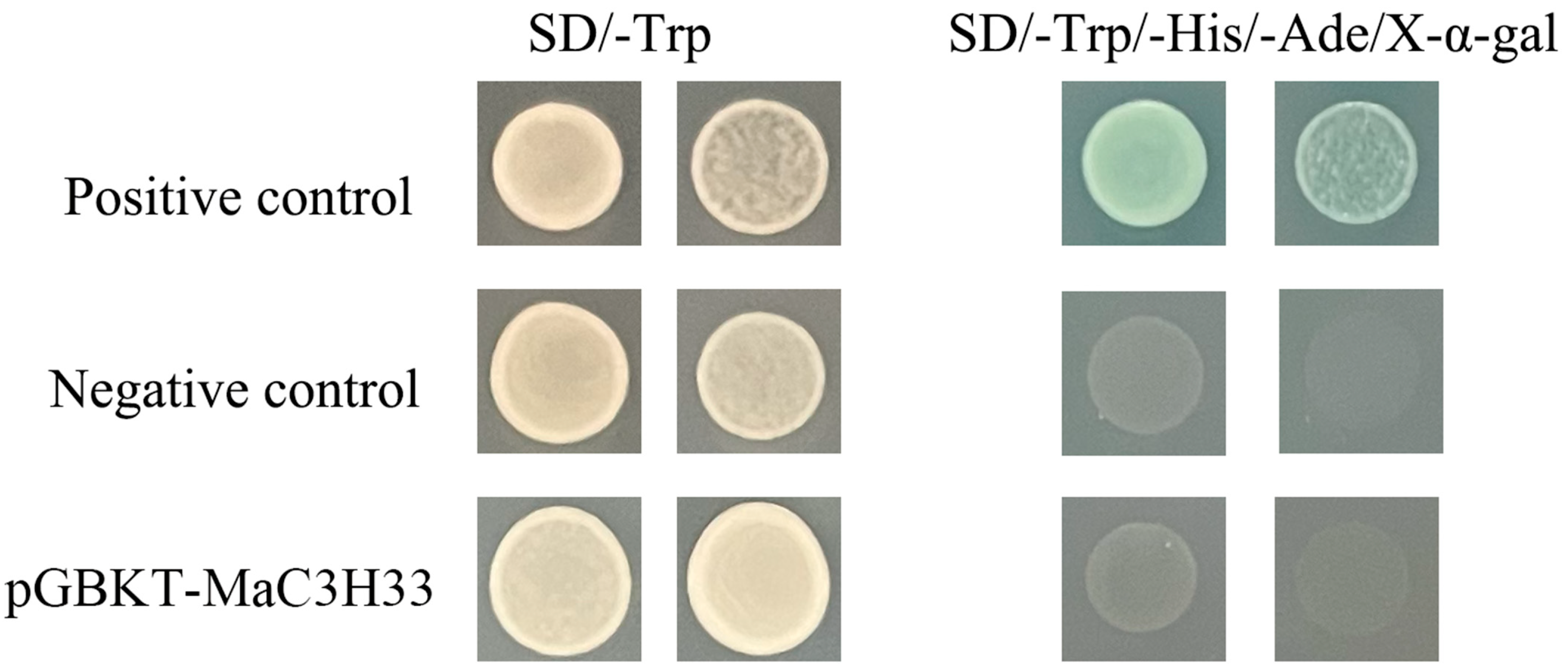 Ijms 26 09490 g010 Ijms 26 09490 g010