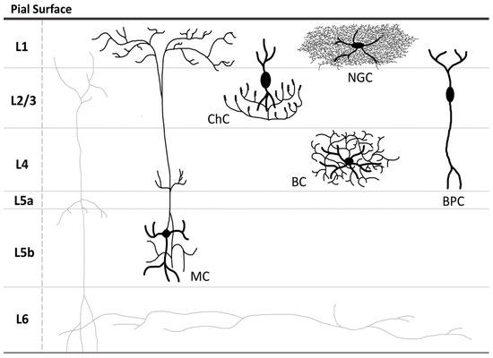 The Role of GABA Pathway Components in Pathogenesis of Neurodevelopmental  Disorders