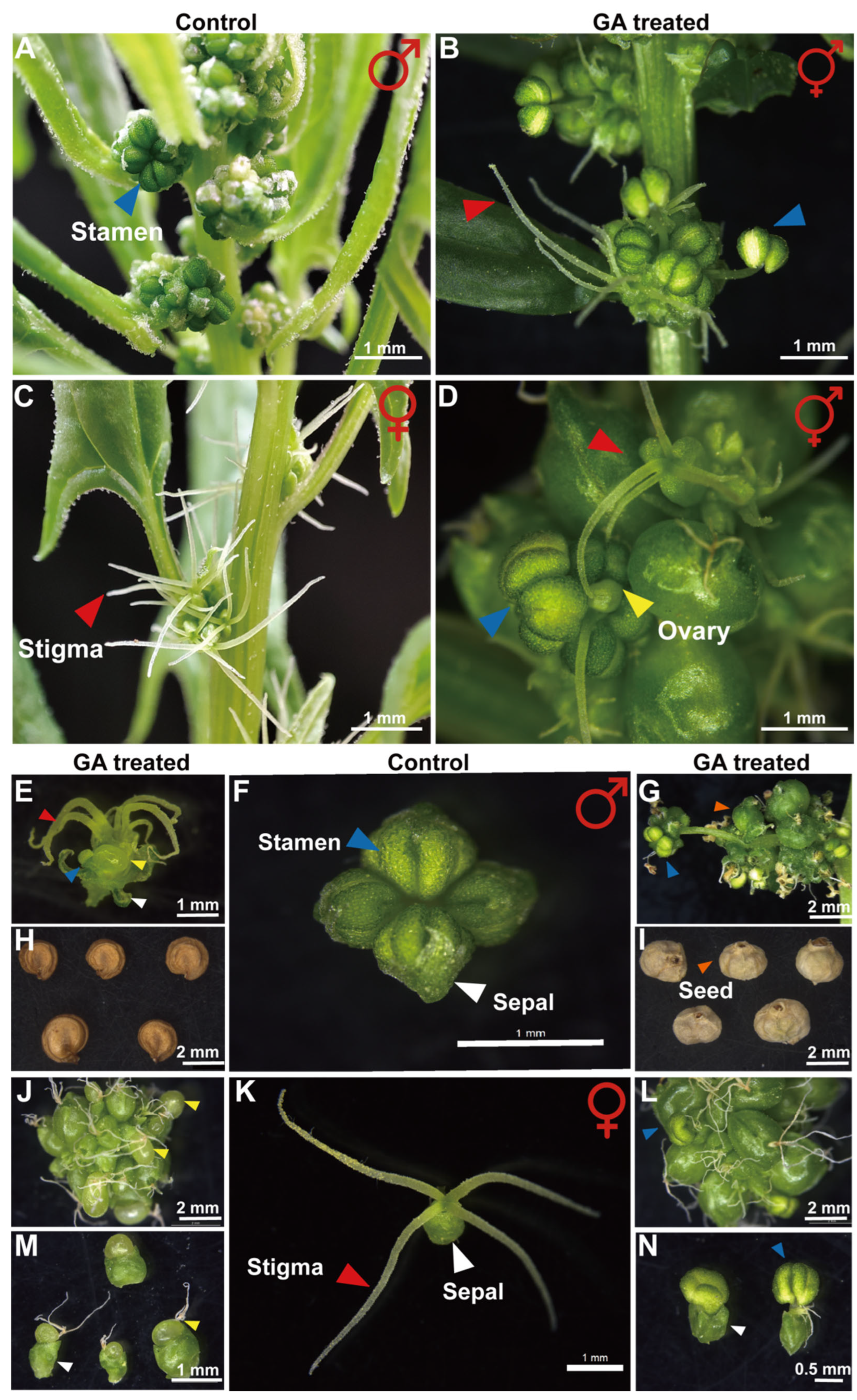 Ijms 26 09505 g001 Ijms 26 09505 g001