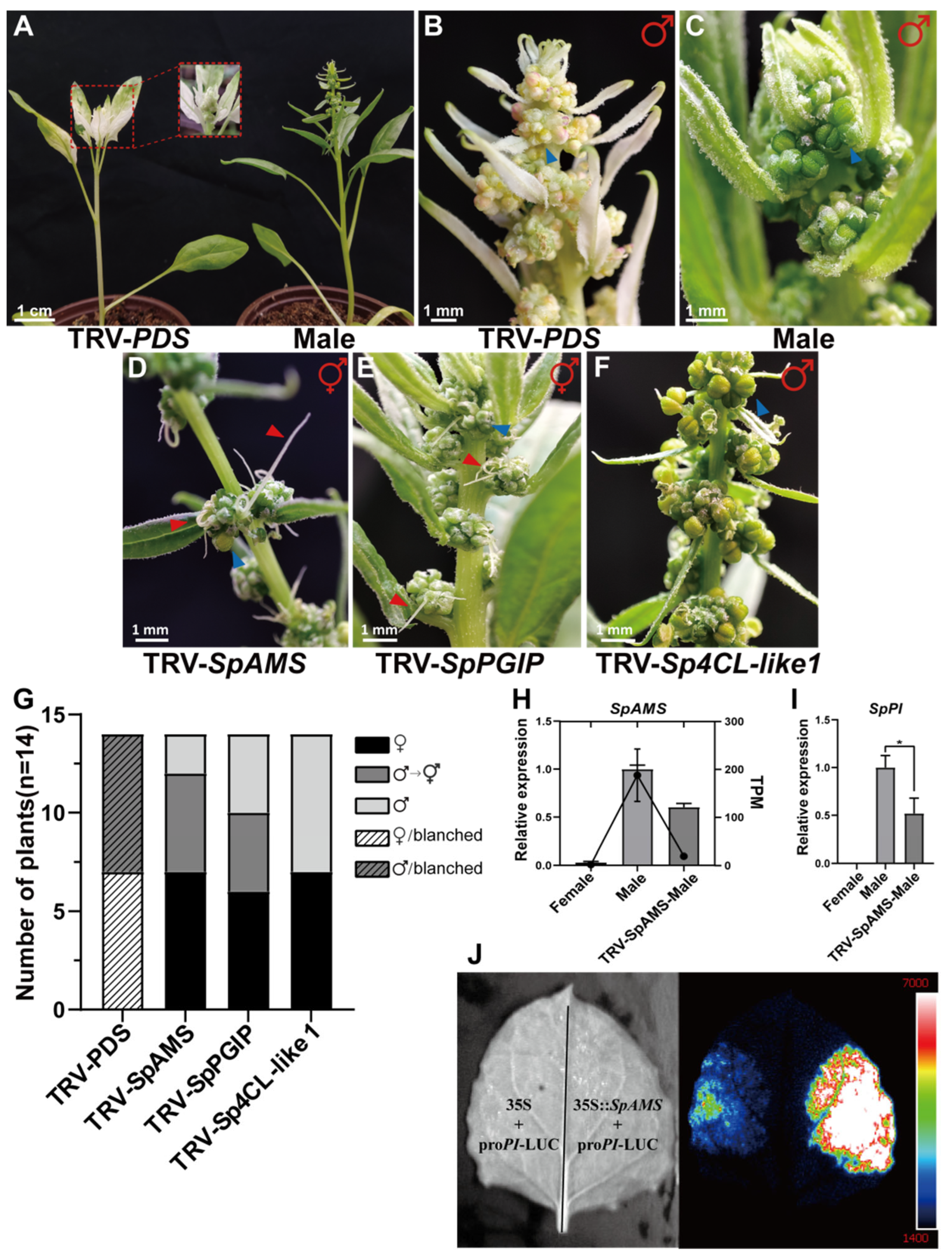 Ijms 26 09505 g003 Ijms 26 09505 g003