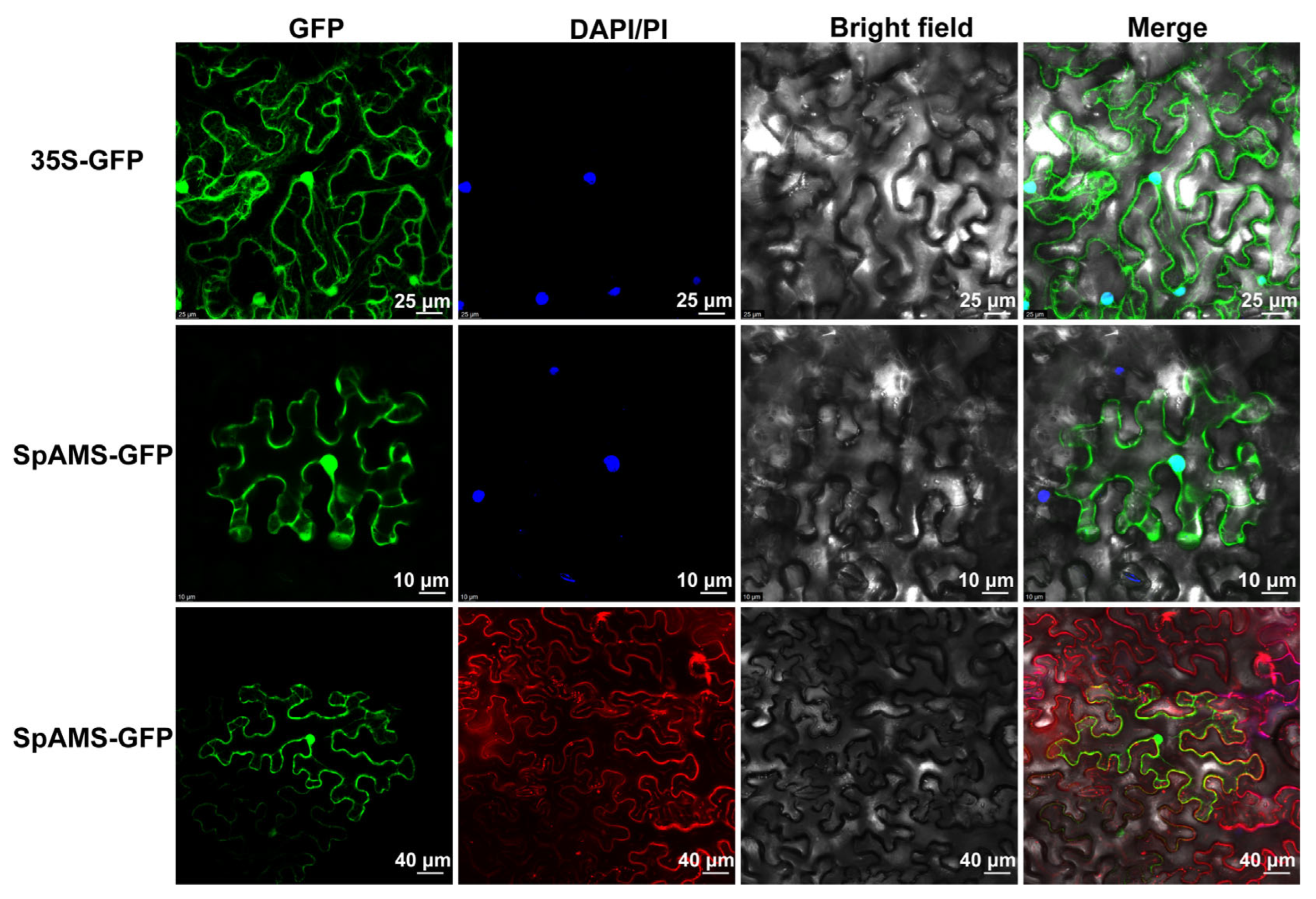 Ijms 26 09505 g005 Ijms 26 09505 g005