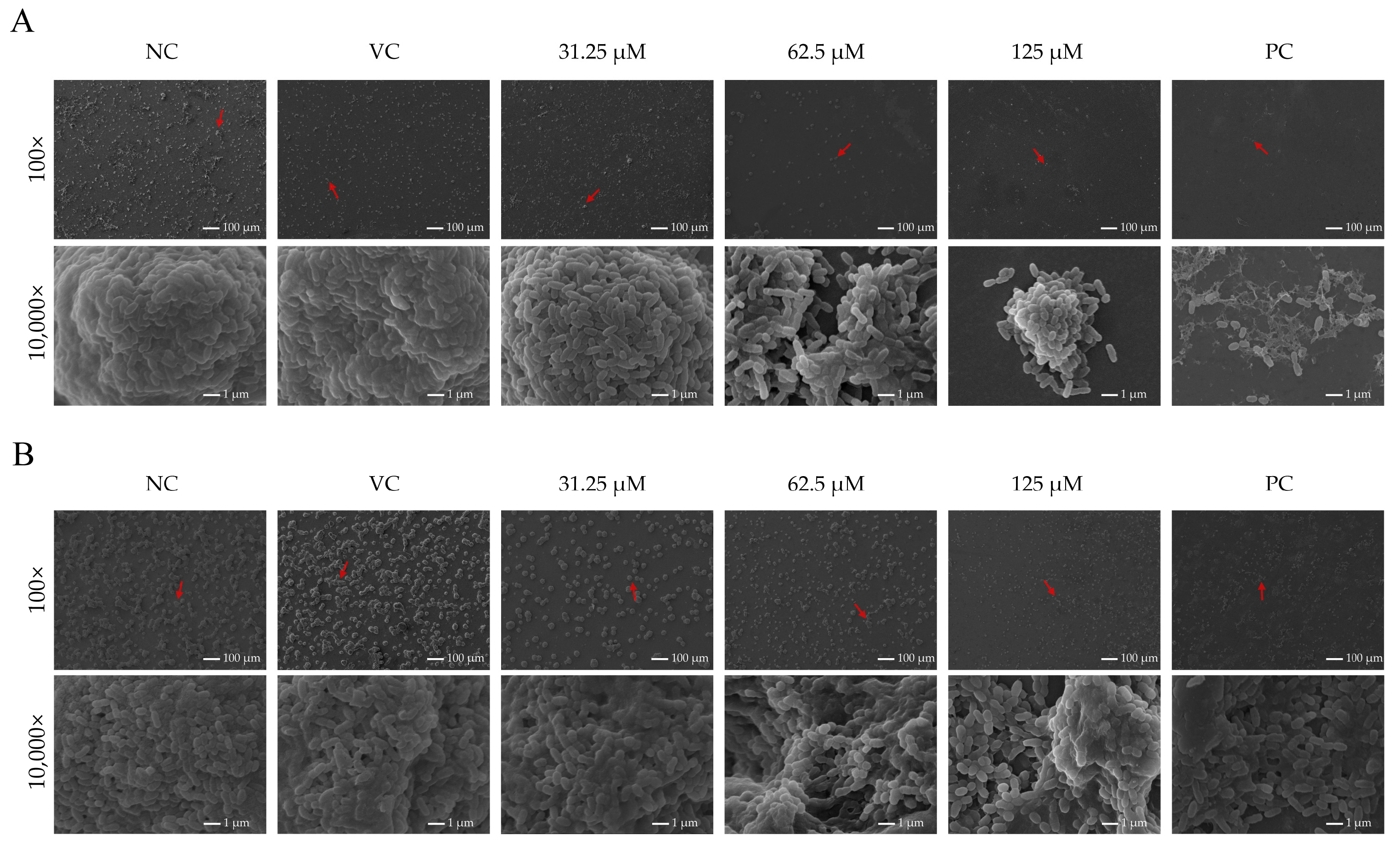 Ijms 26 09510 g003 Ijms 26 09510 g003