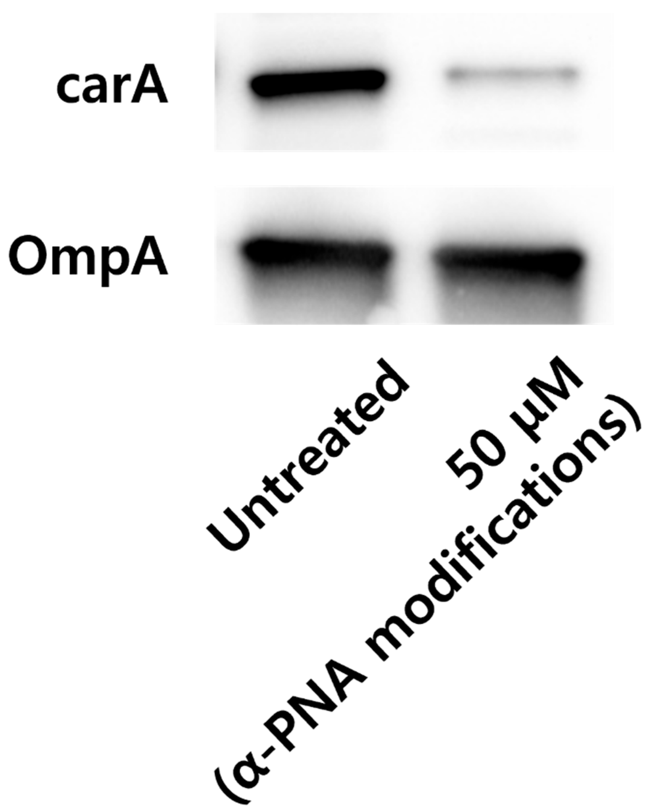 Ijms 26 09526 g002 Ijms 26 09526 g002
