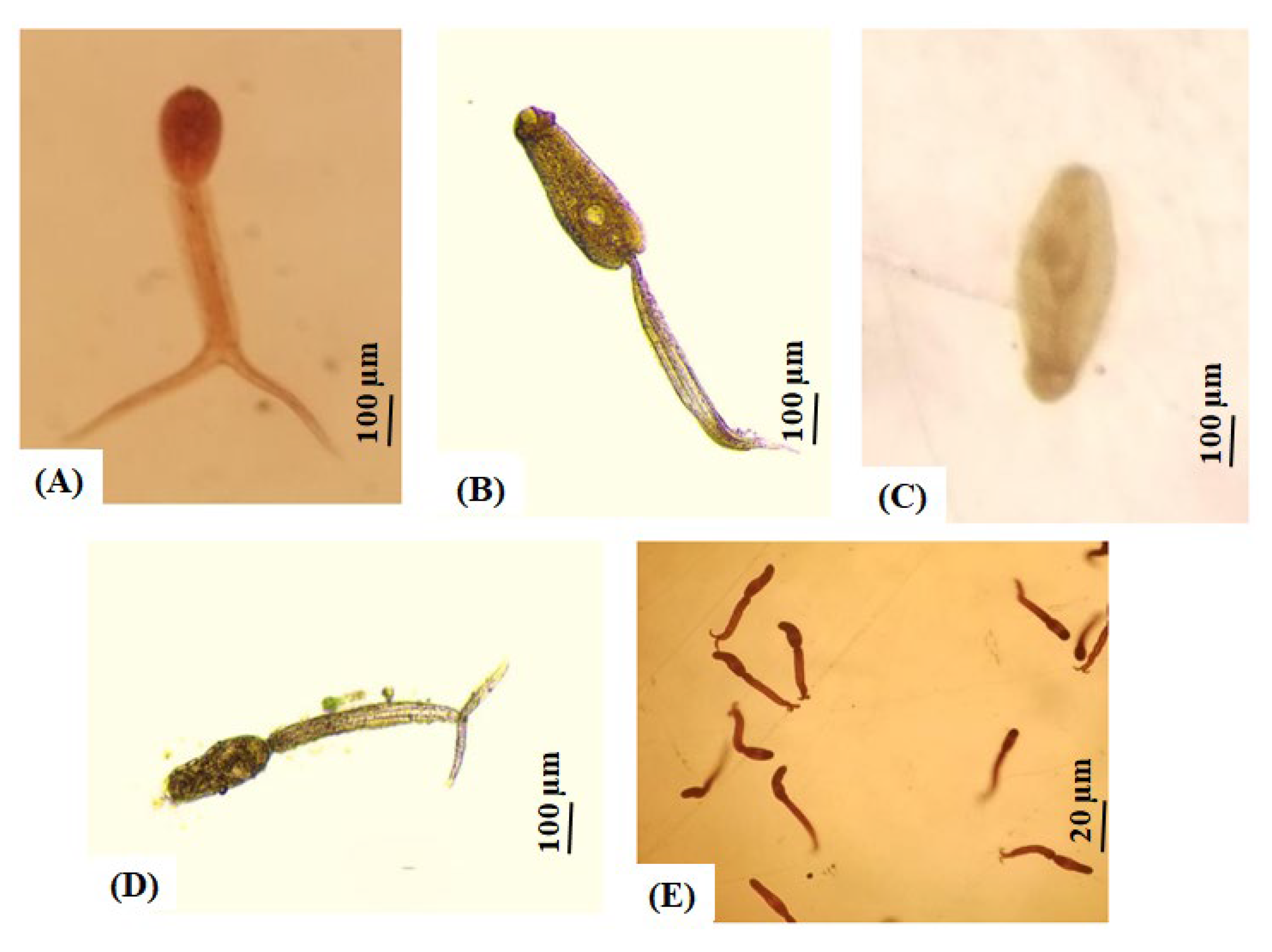 Ijms 26 09567 g003 Ijms 26 09567 g003