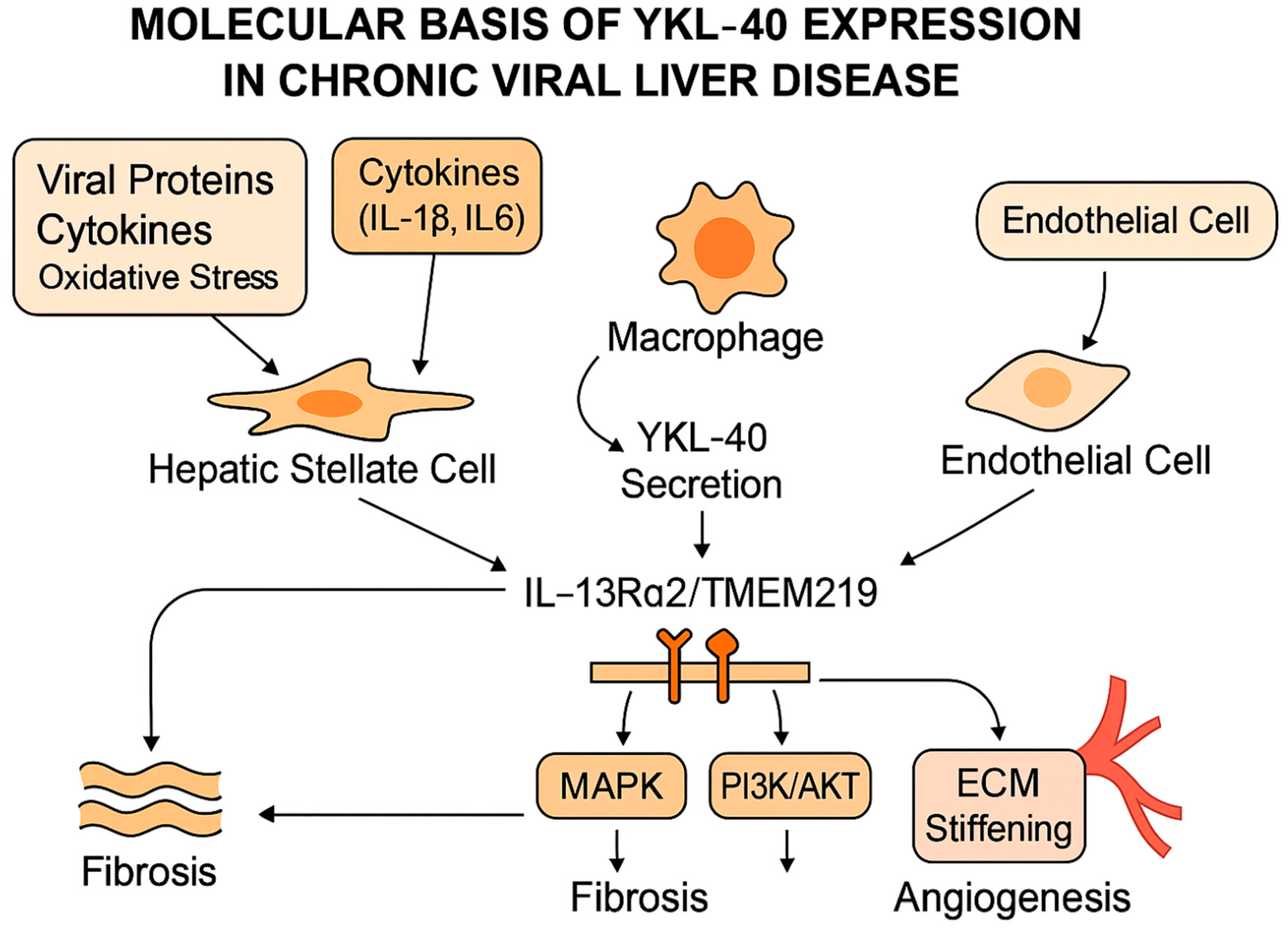 Ijms 26 09584 g005 Ijms 26 09584 g005