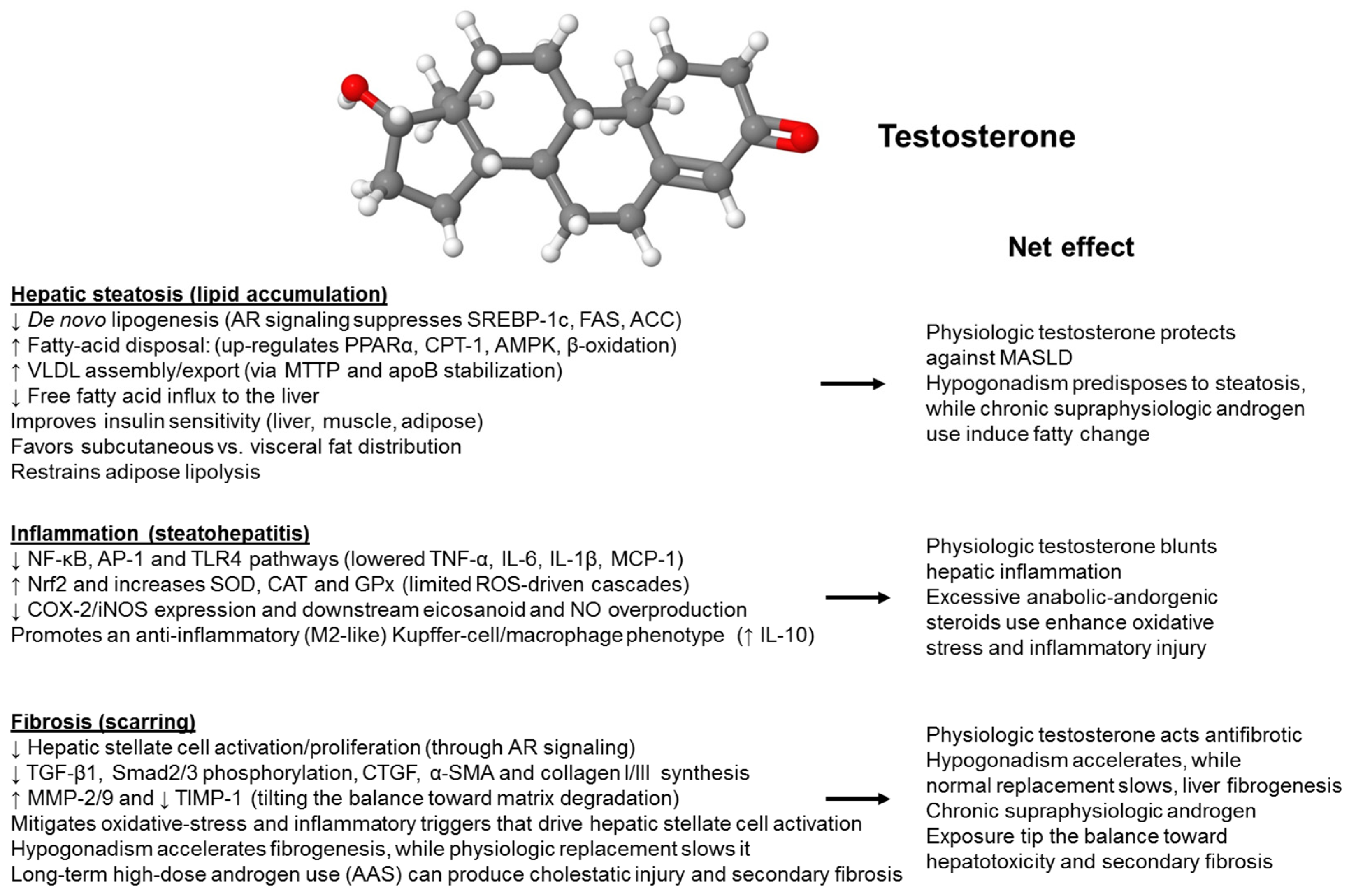 Ijms 26 09594 g001 Ijms 26 09594 g001