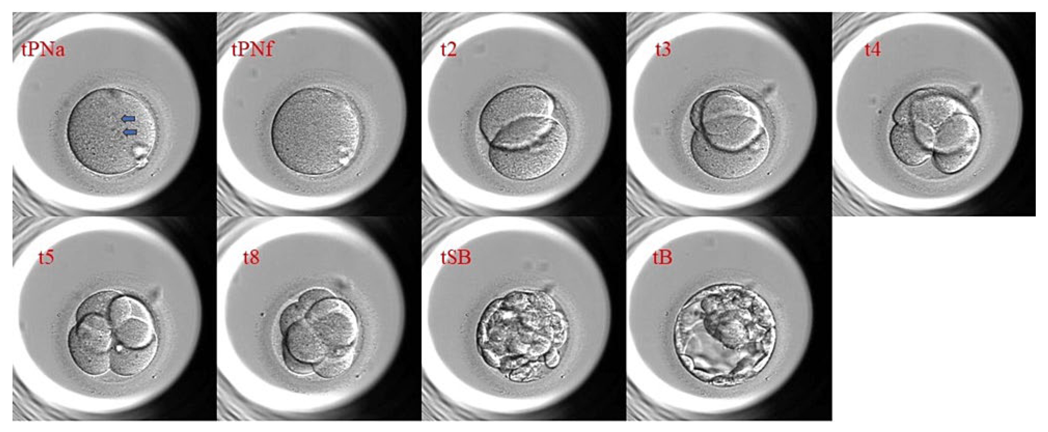 Ijms 26 09609 g001 Ijms 26 09609 g001