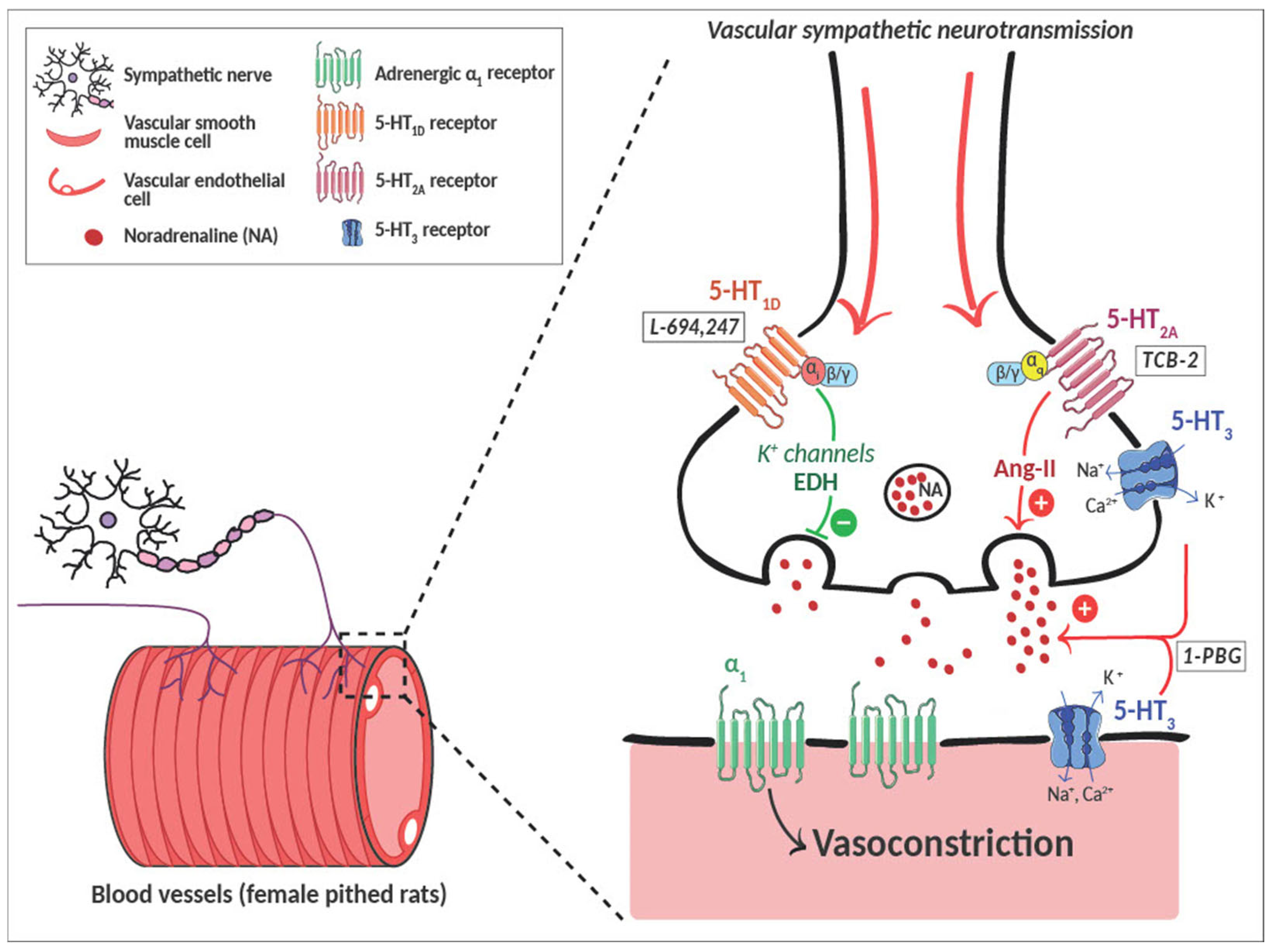 Ijms 26 09614 g005 Ijms 26 09614 g005