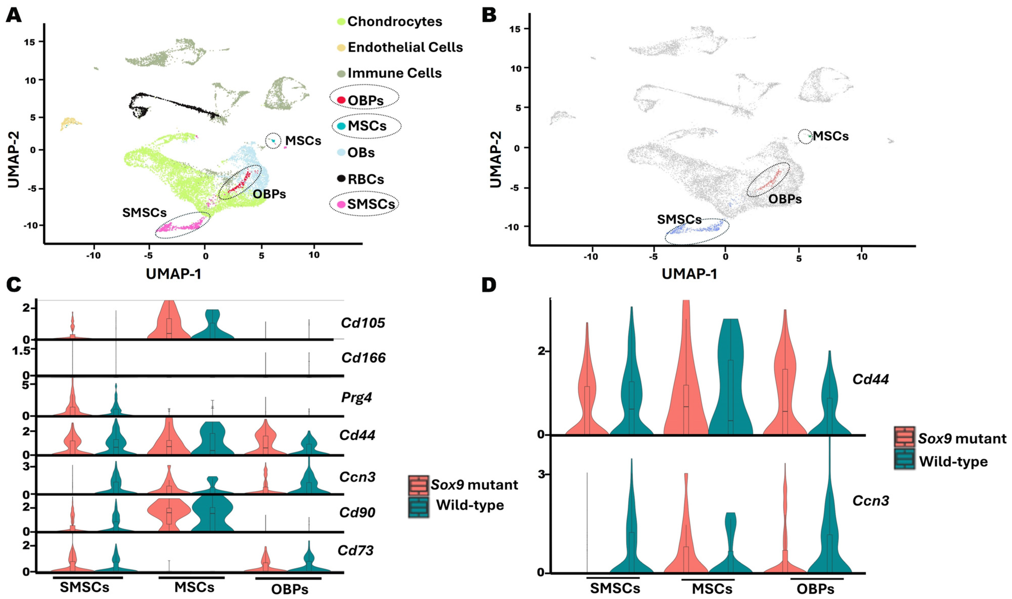 Ijms 26 09630 g003 Ijms 26 09630 g003