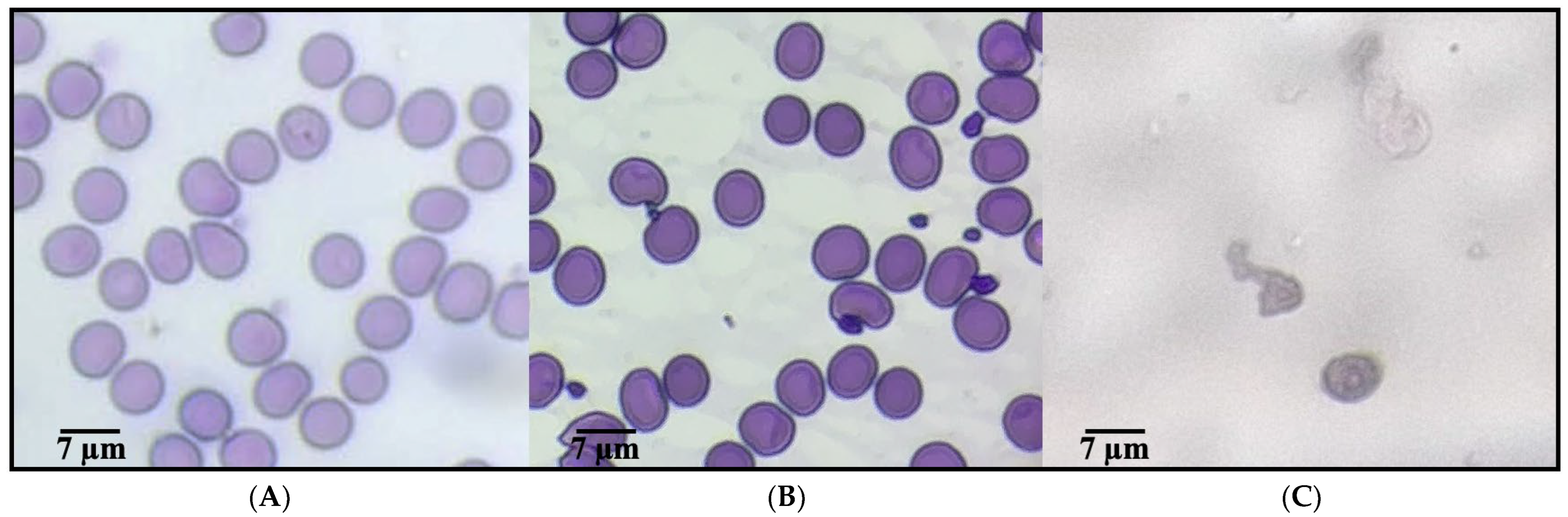 Ijms 26 09637 g001 Ijms 26 09637 g001