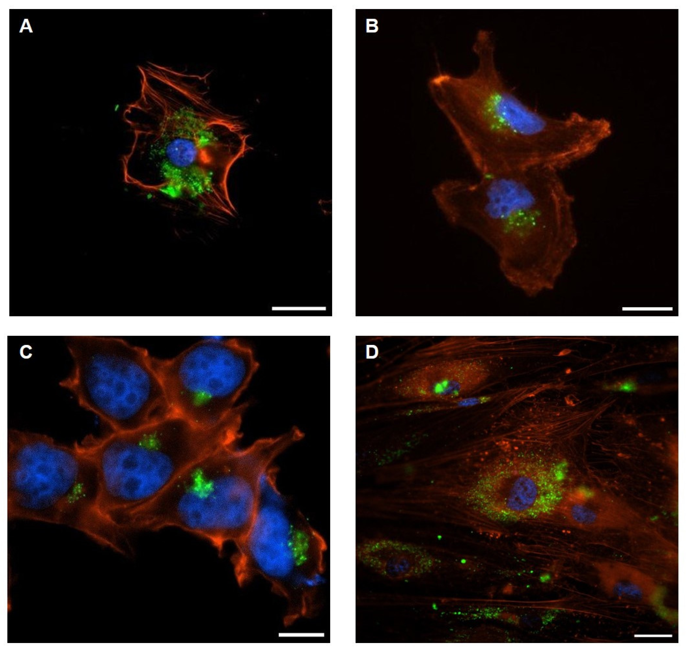 Ijms 26 09666 g003 Ijms 26 09666 g003