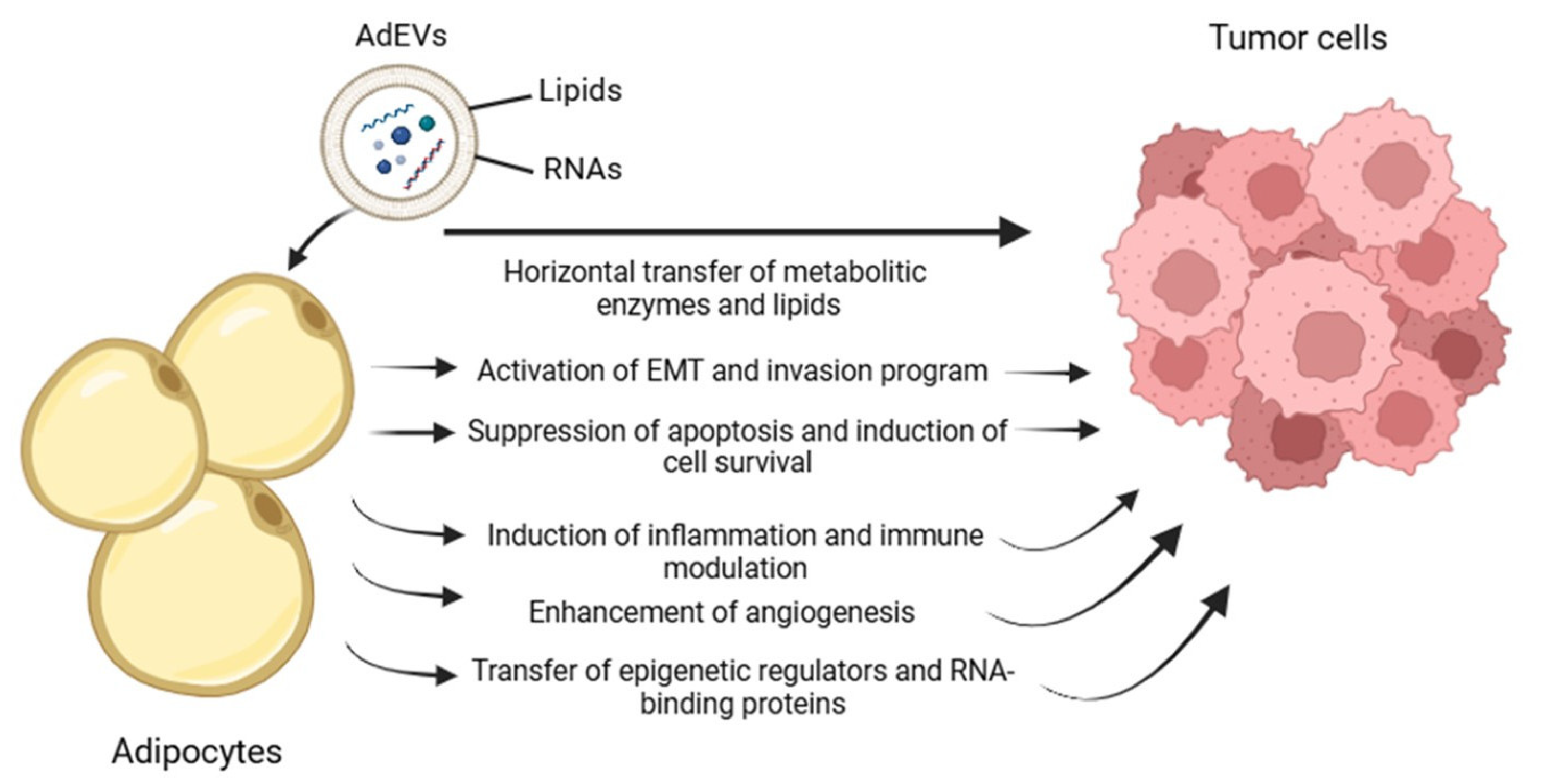Ijms 26 09666 g007 Ijms 26 09666 g007