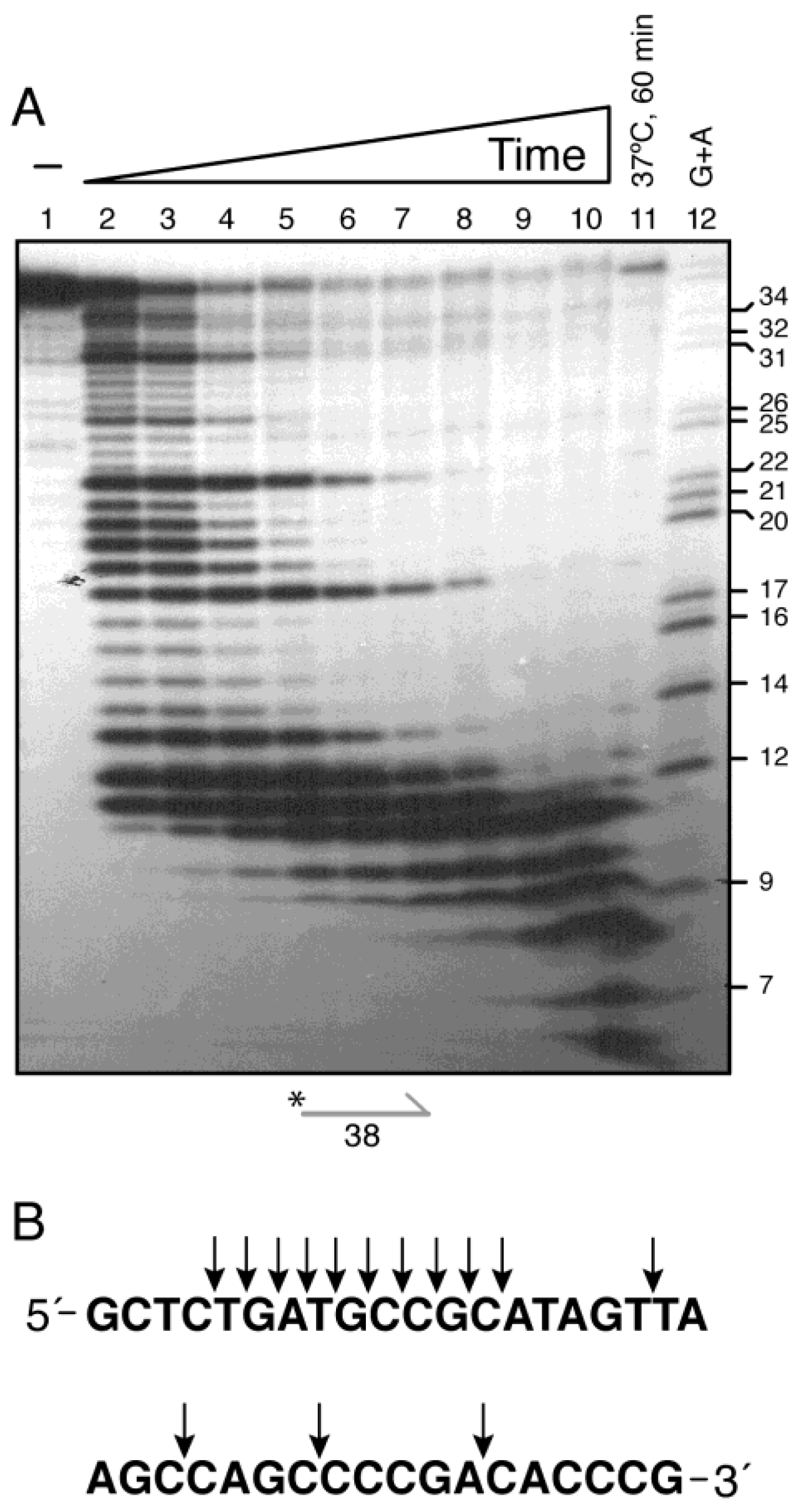 Ijms 26 09681 g004 Ijms 26 09681 g004