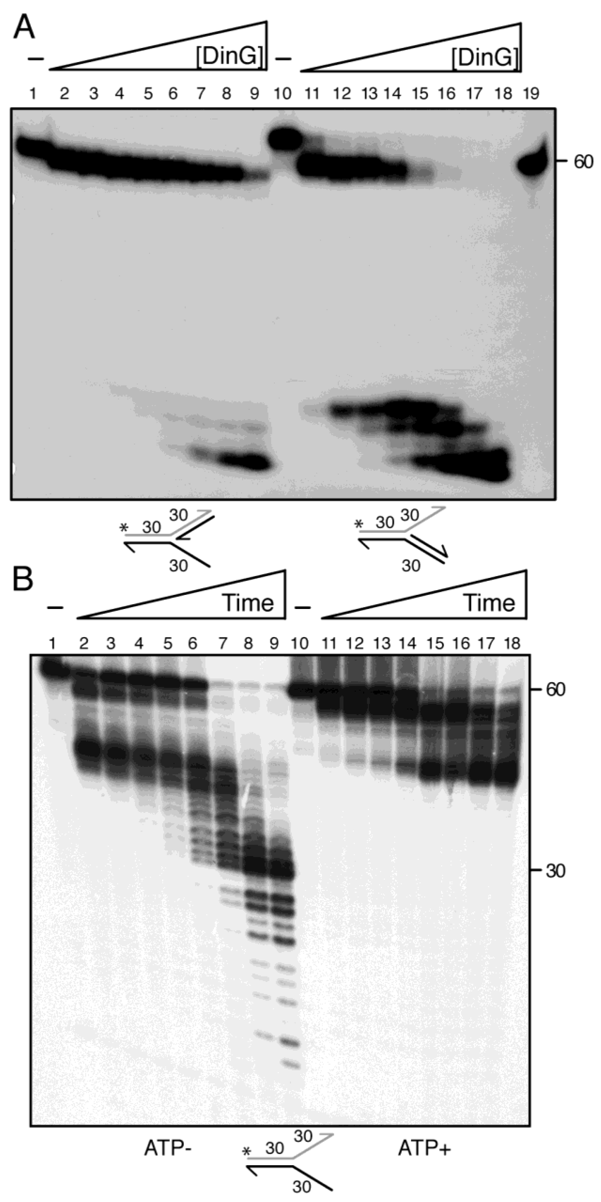 Ijms 26 09681 g005 Ijms 26 09681 g005