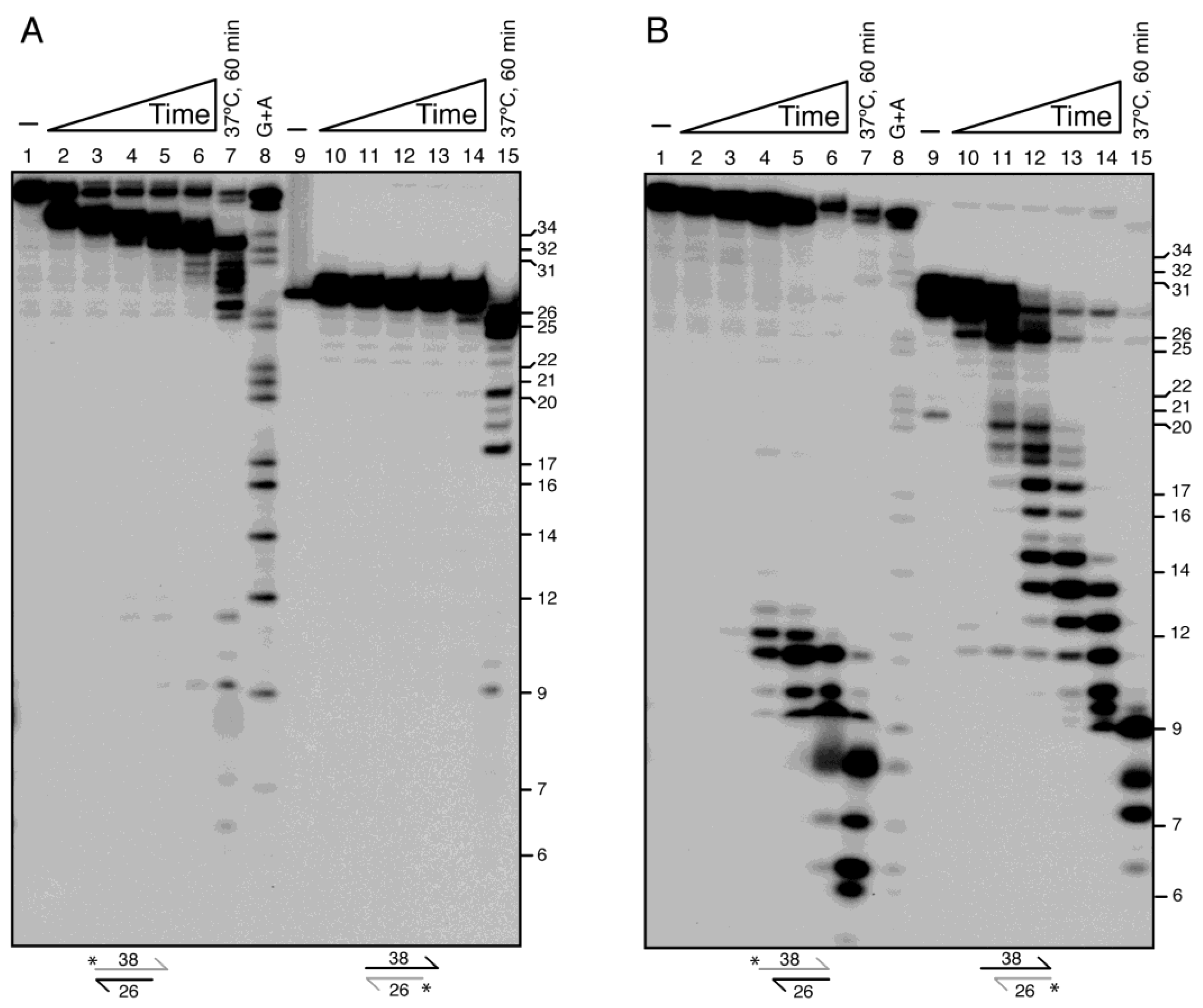 Ijms 26 09681 g006 Ijms 26 09681 g006