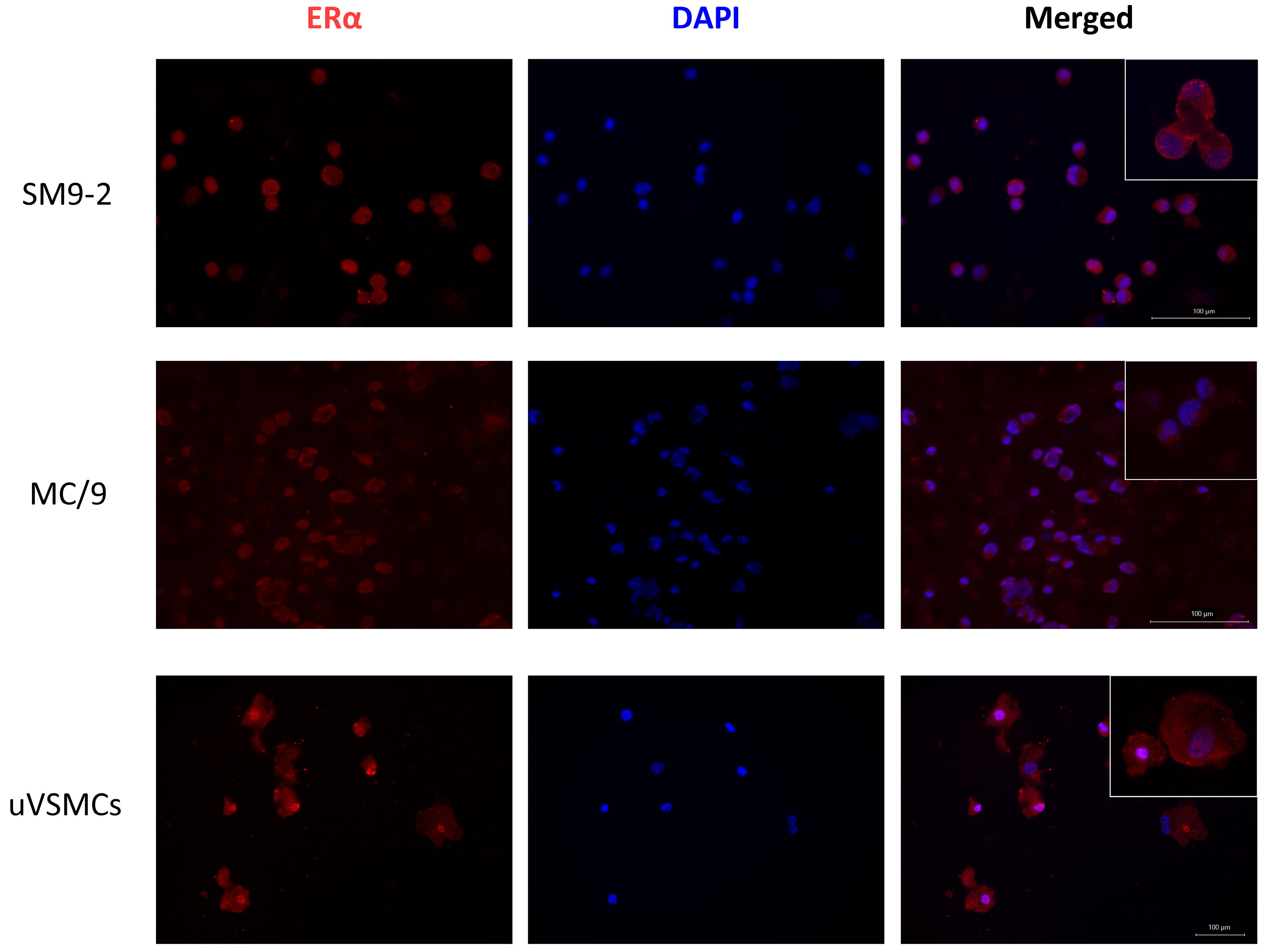 Ijms 26 09706 g001 Ijms 26 09706 g001