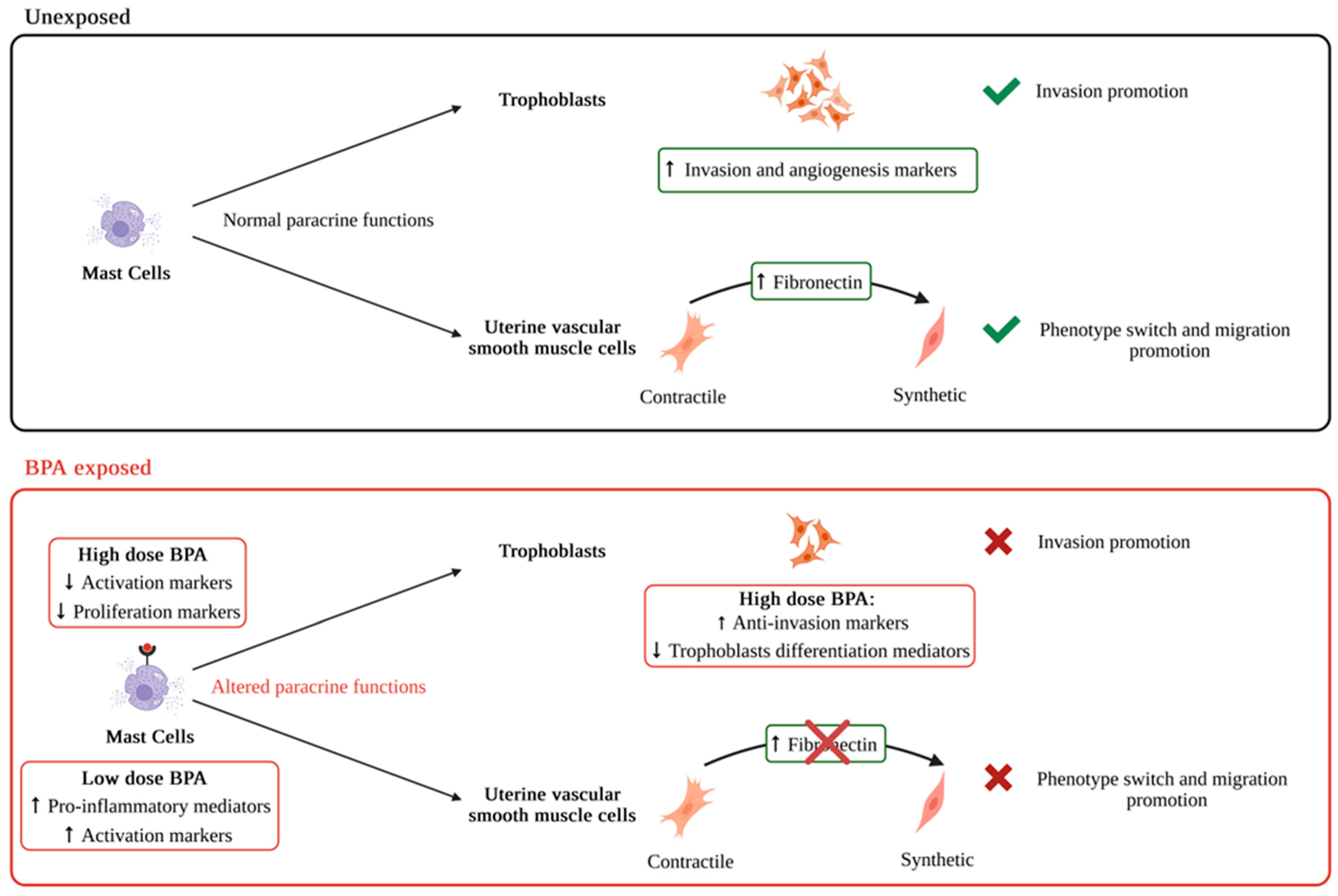 Ijms 26 09706 g007 Ijms 26 09706 g007