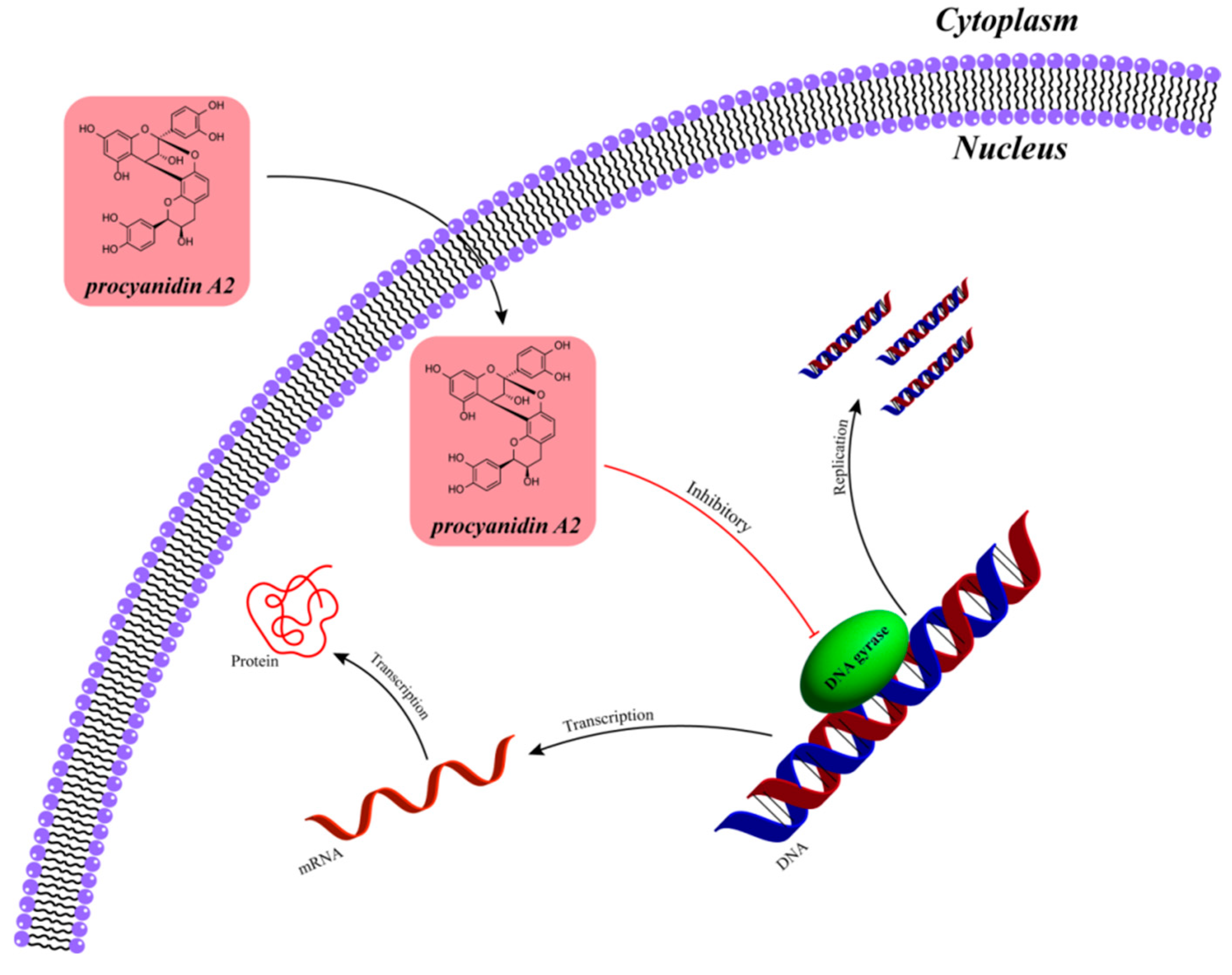 Ijms 26 09707 g009 Ijms 26 09707 g009