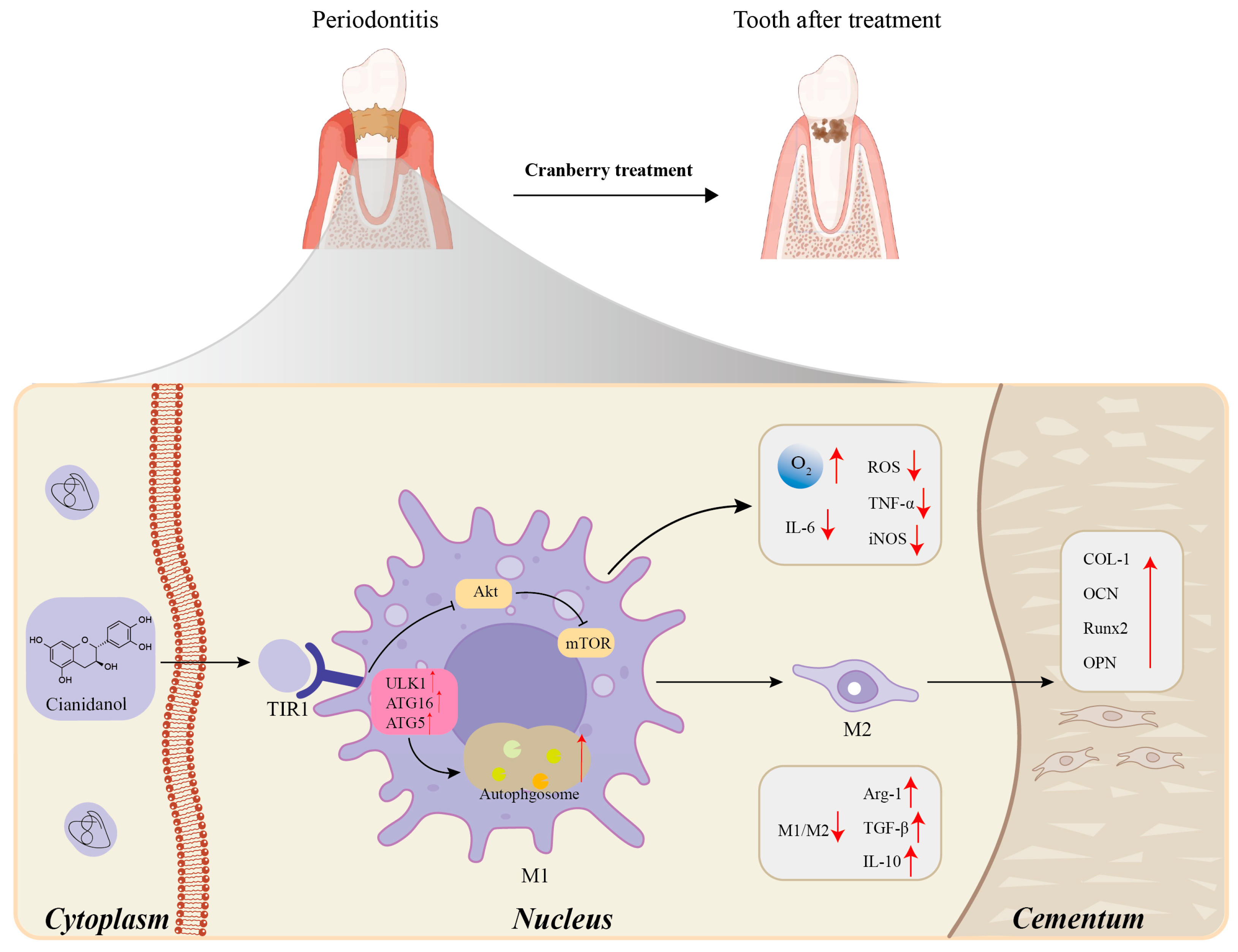 Ijms 26 09707 g010 Ijms 26 09707 g010