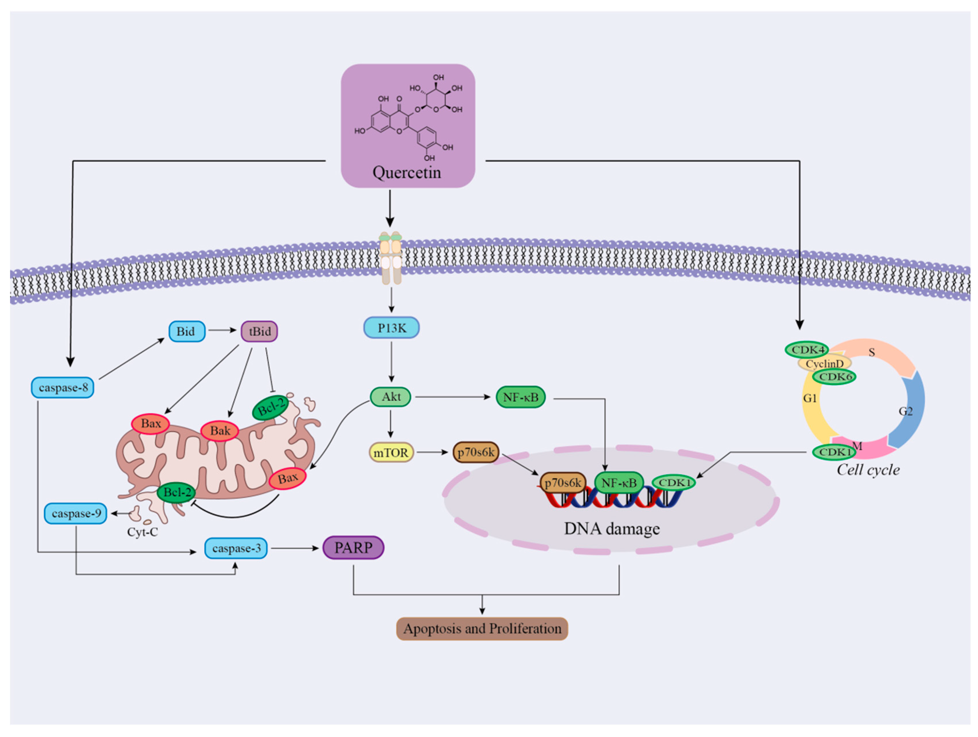 Ijms 26 09707 g011 Ijms 26 09707 g011