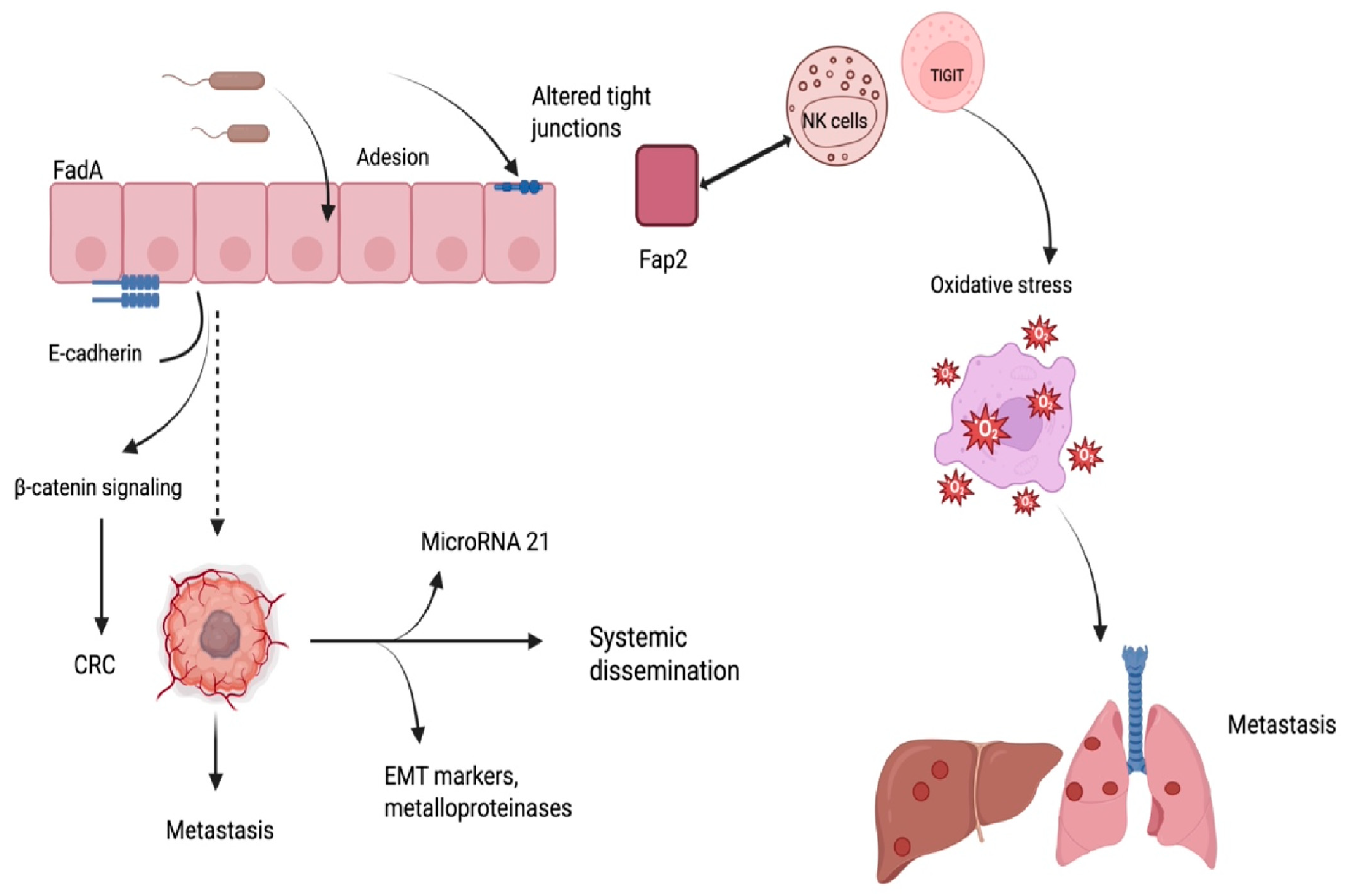 Ijms 26 09710 g002 Ijms 26 09710 g002