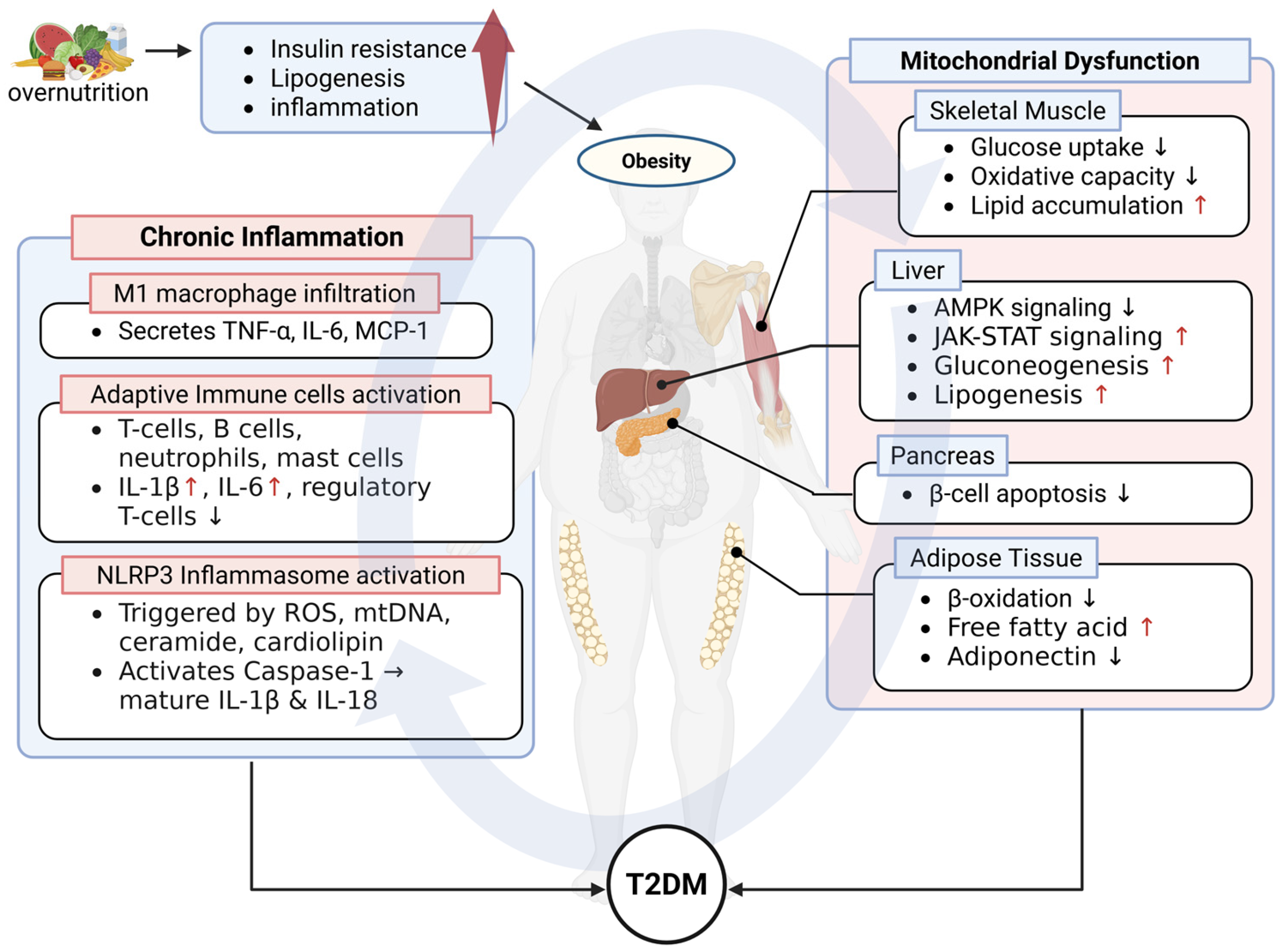 Ijms 26 09715 g001 Ijms 26 09715 g001